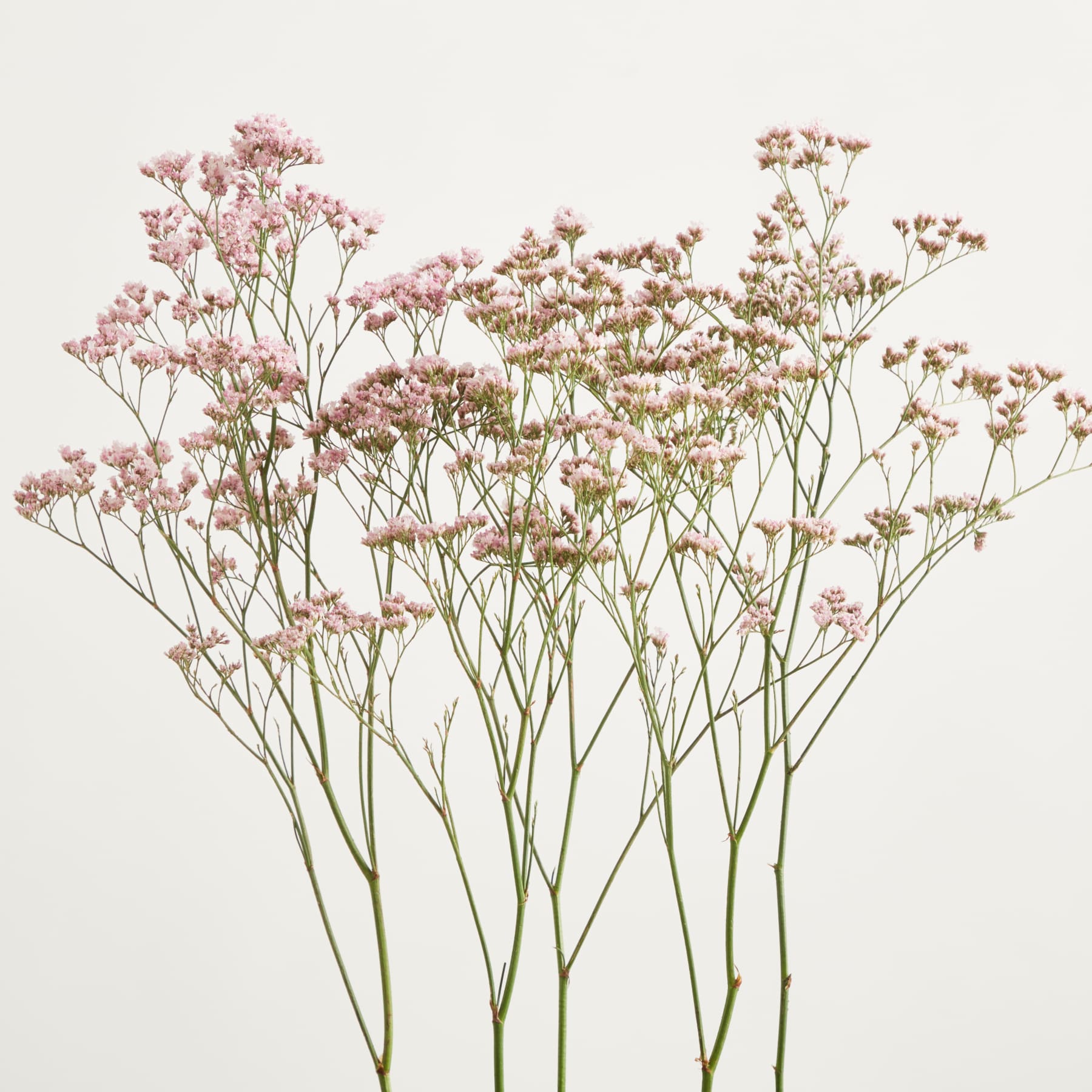 Ein üppiges Arrangement zarter, rosafarbener Blüten mit schlanken Stielen vor einem schlichten, hellen Hintergrund.