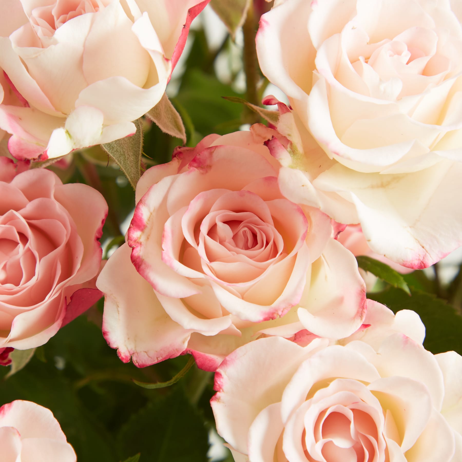 Ein lebendiger Strauß zarter, pastellfarbener Rosen füllt den Rahmen, ihre weichen Blütenblätter und üppigen Blätter schaffen eine optisch fesselnde und heitere Szene.