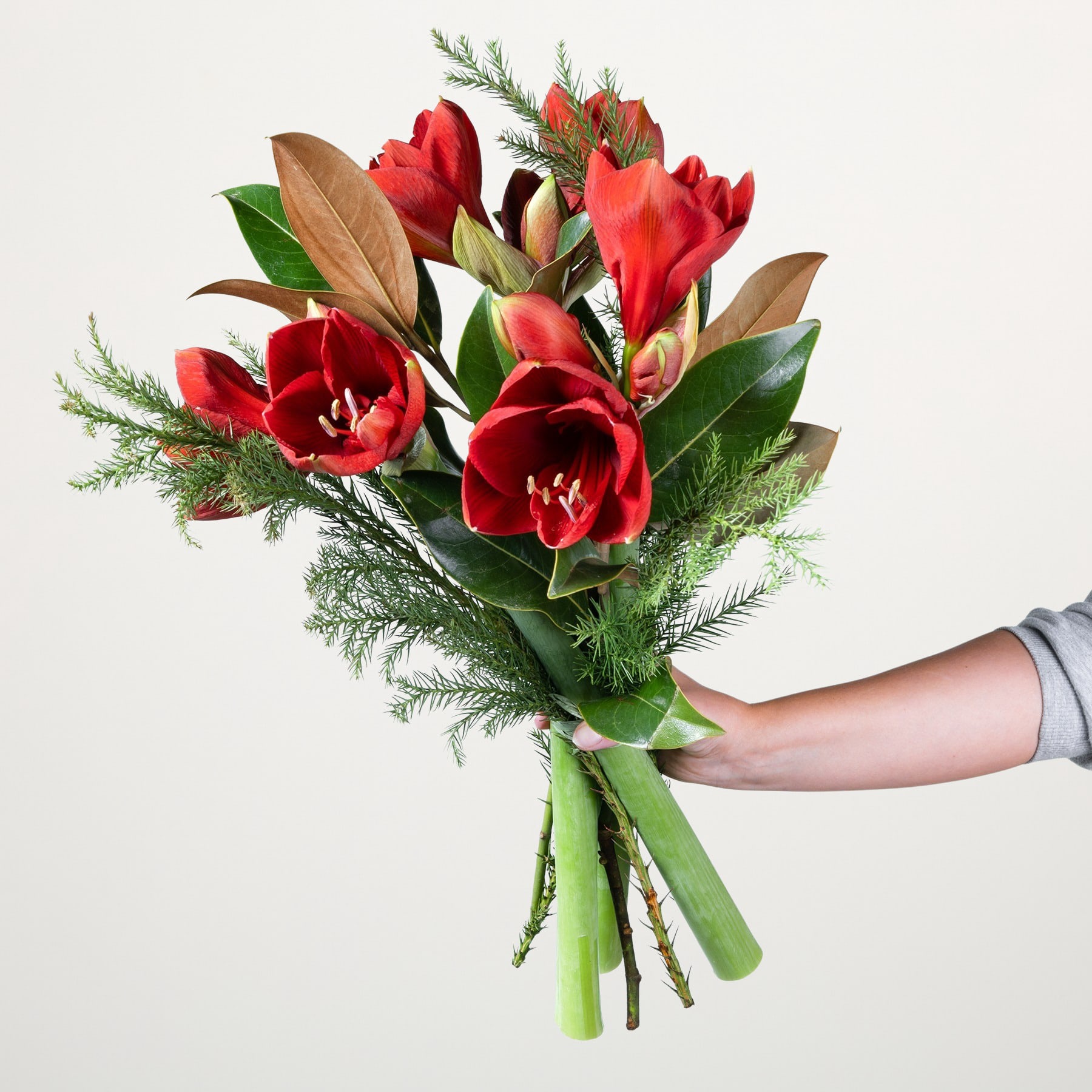 Ein leuchtender Strauß roter Tulpen und Grünpflanzen in einer Hand vor einem schlichten weißen Hintergrund.