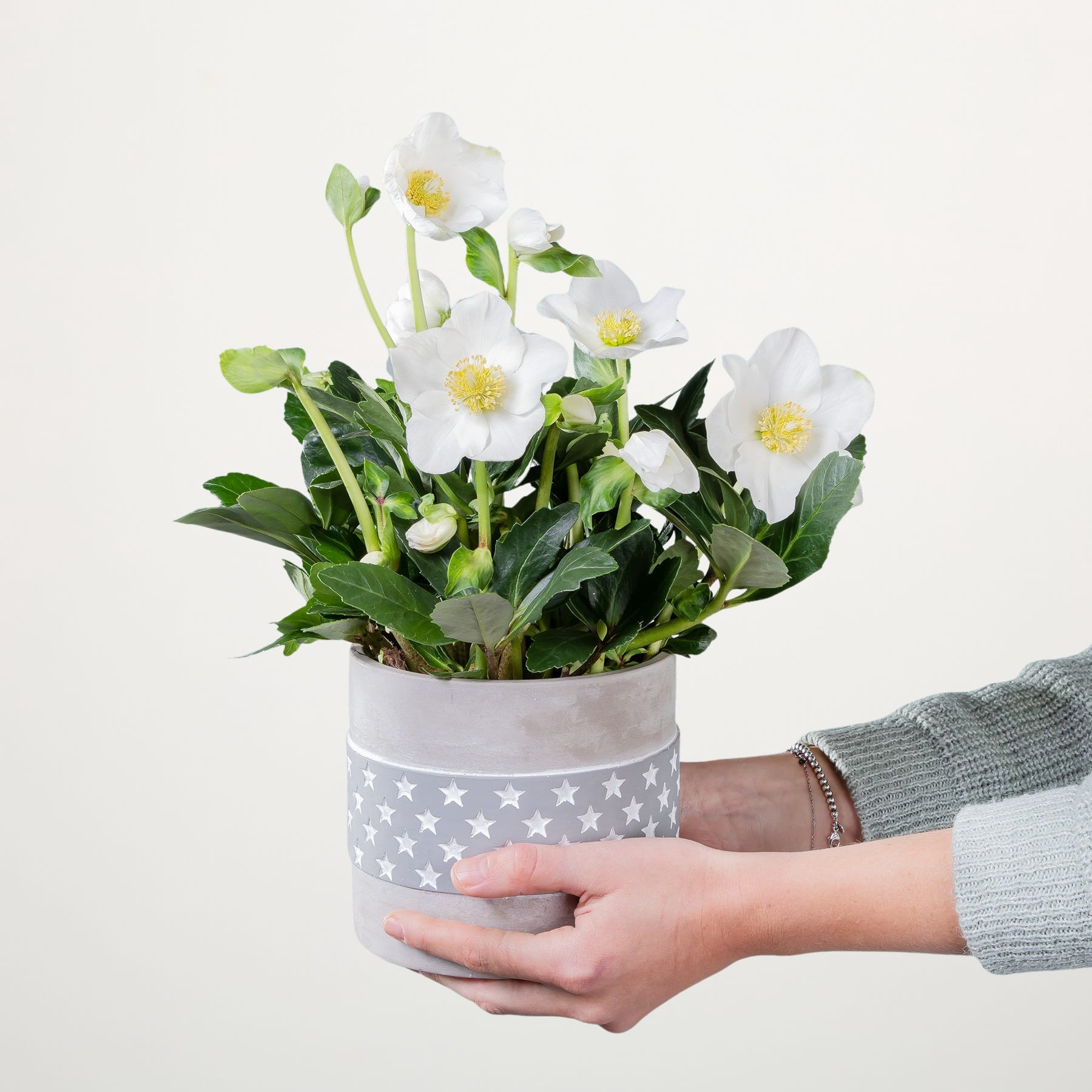 Ein Strauß weißer Blumen mit grünen Blättern steht in einem grau-weiß gemusterten Topf vor einem schlichten weißen Hintergrund.