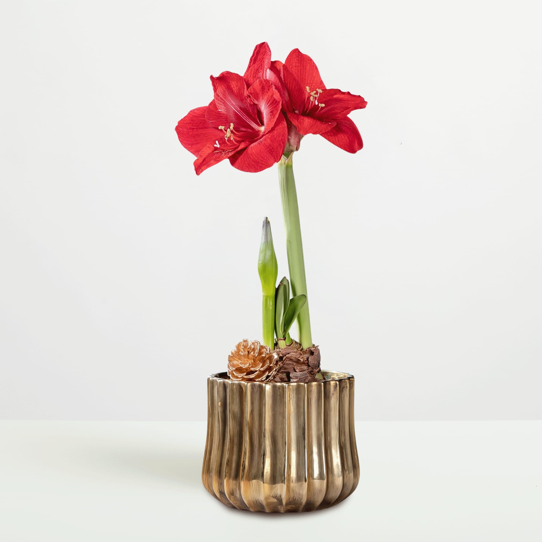 Eine leuchtend rote Amaryllisblüte blüht in einer metallisch goldenen Vase vor einem schlichten weißen Hintergrund.