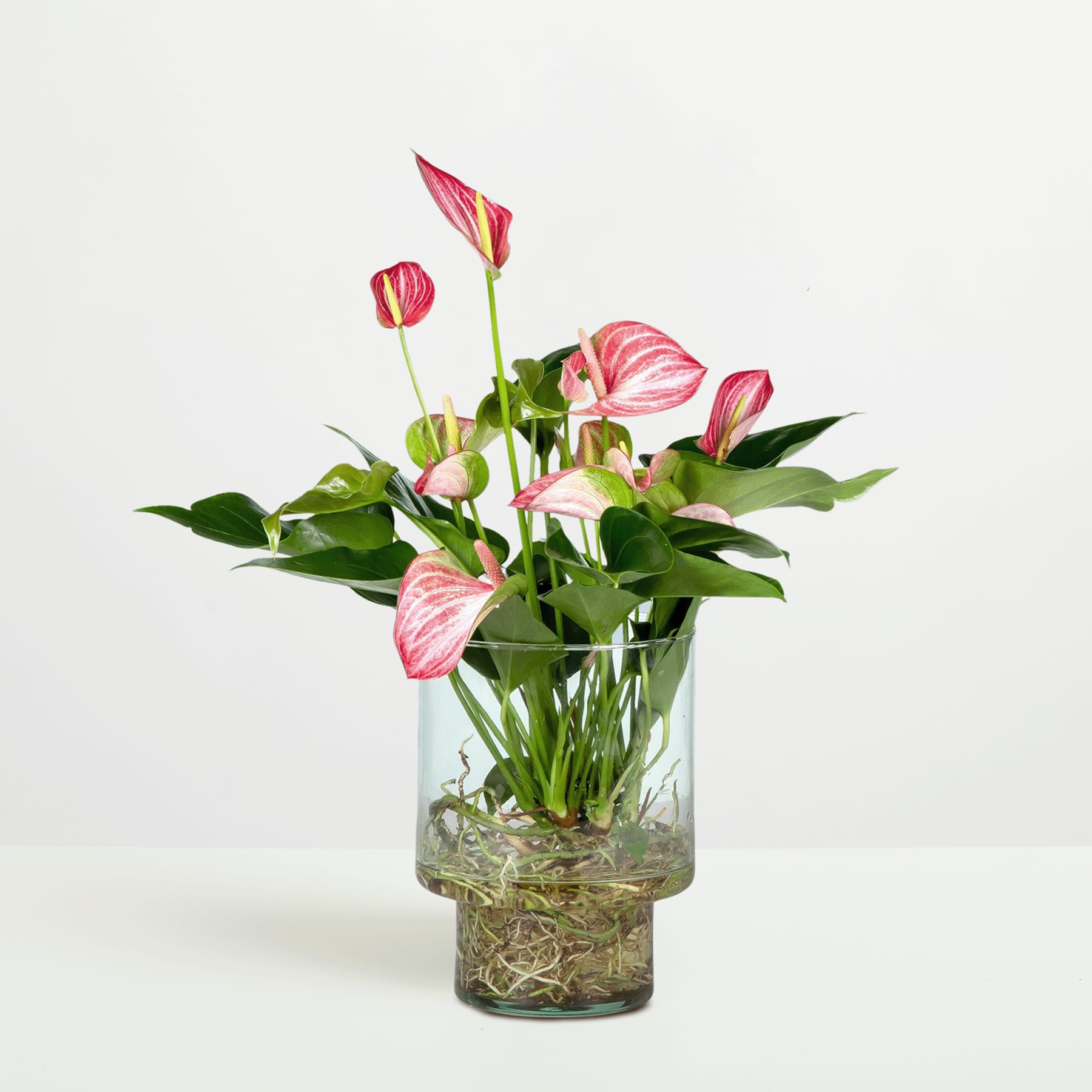Ein Strauß leuchtend rosa und weißer Anthurienblüten in einer Glasvase vor einem schlichten weißen Hintergrund.