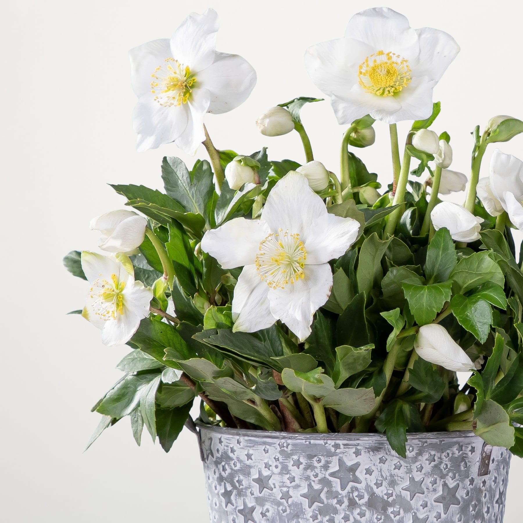 Ein Strauß zarter weißer Blumen mit gelber Mitte befindet sich in einem dekorativen Metallbehälter, umgeben von üppigem grünem Laub vor einem schlichten weißen Hintergrund.