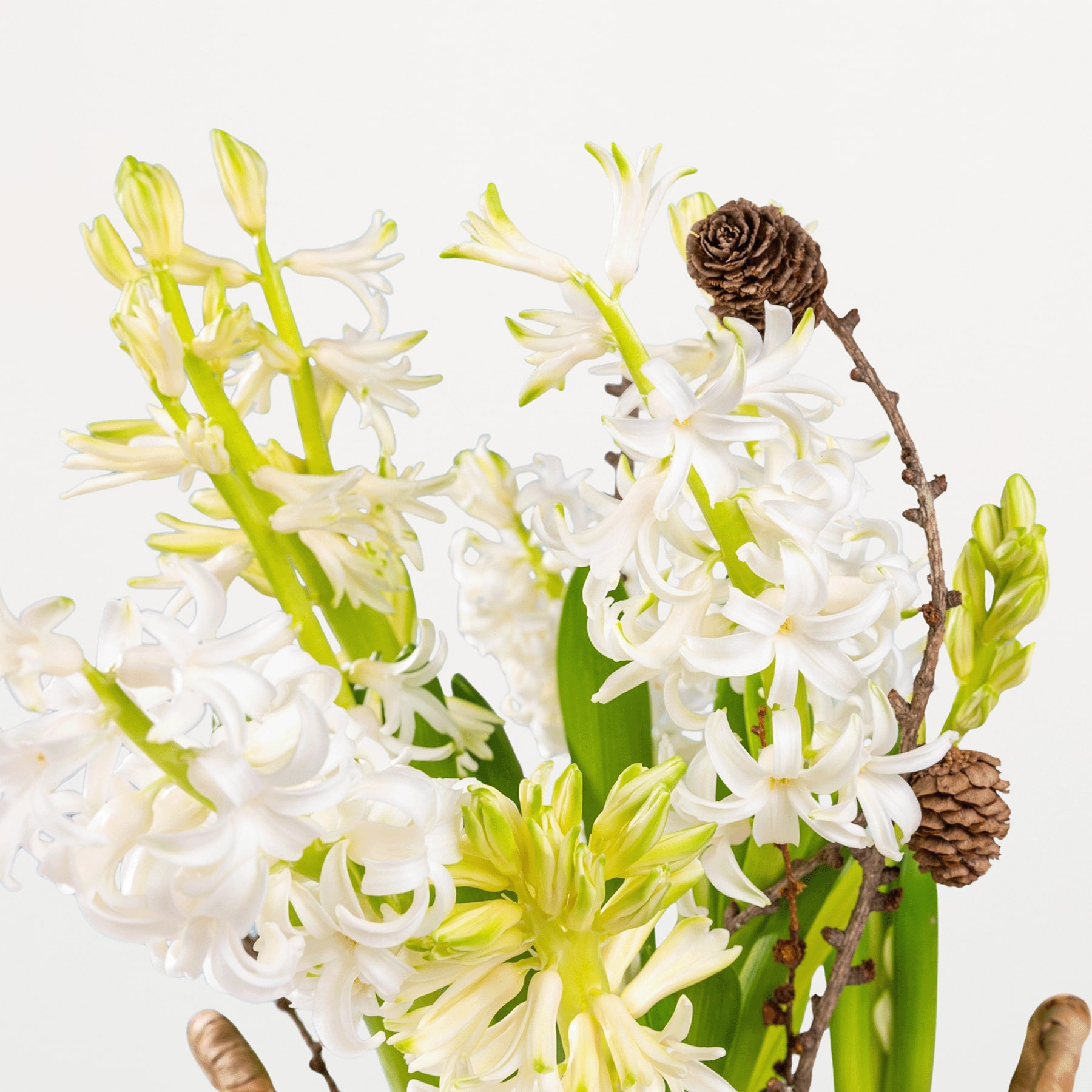 Ein Strauß weißer und gelber Blumen, darunter Hyazinthen und Tannenzapfen, arrangiert vor einem schlichten weißen Hintergrund.