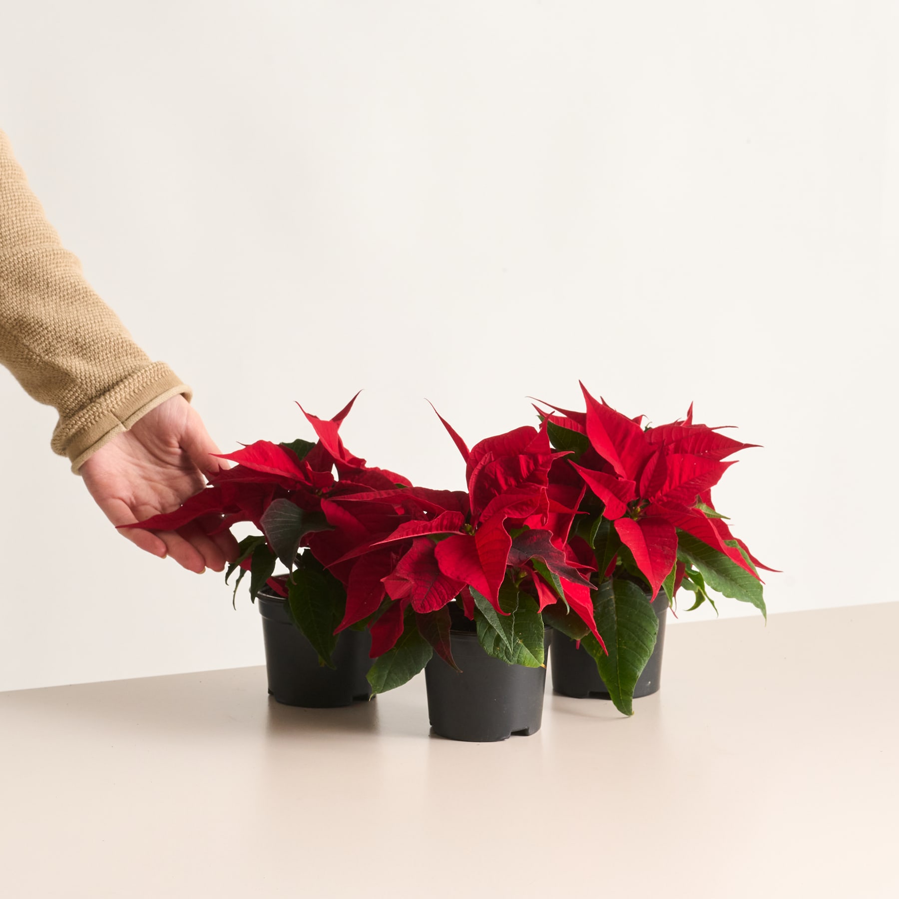 Eine Hand hält eine Topfpflanze mit leuchtend roten Weihnachtssternblüten vor einem schlichten weißen Hintergrund.