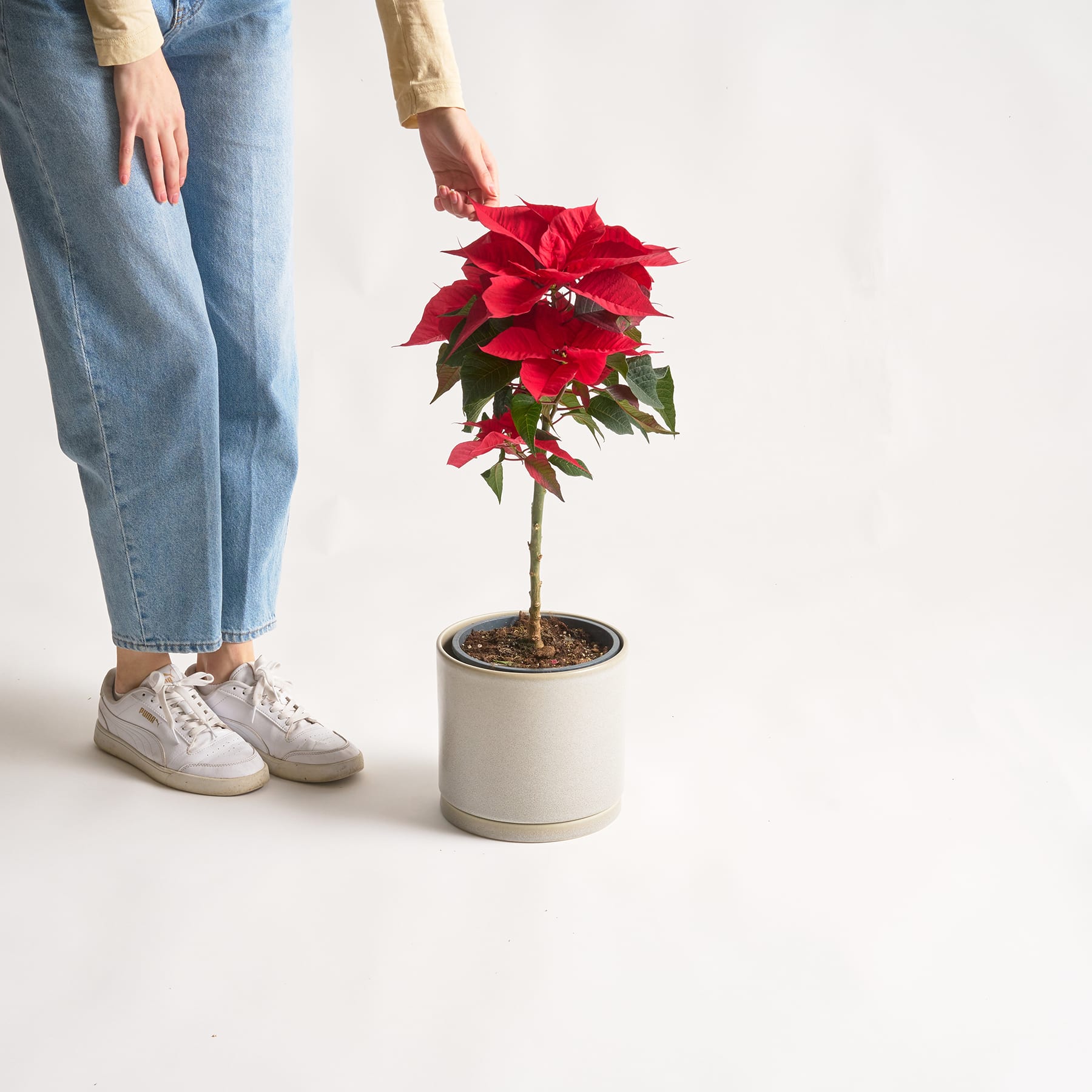 Auf dem Boden steht ein leuchtend roter Weihnachtsstern in einem weißen Topf. Im Vordergrund sind die Beine und Füße einer Person zu sehen, die lässige Jeans und weiße Turnschuhe trägt.