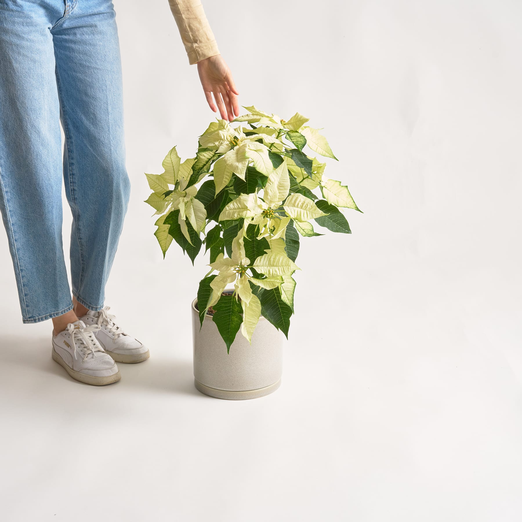 Zu sehen sind die Beine und Füße einer Person in Jeans und Turnschuhen, die vor einem schlichten weißen Hintergrund eine Topfpflanze mit großen grünen Blättern hält.