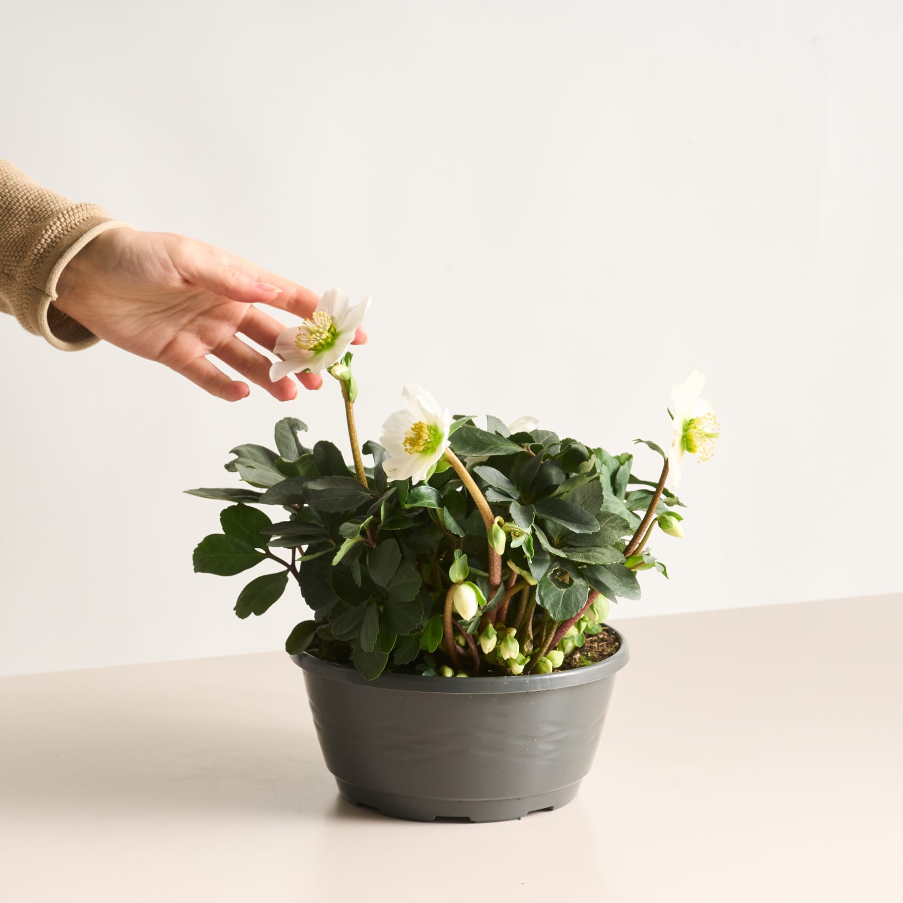 Eine Hand berührt sanft eine Topfpflanze mit grünen Blättern und kleinen weißen Blüten vor einem schlichten weißen Hintergrund.