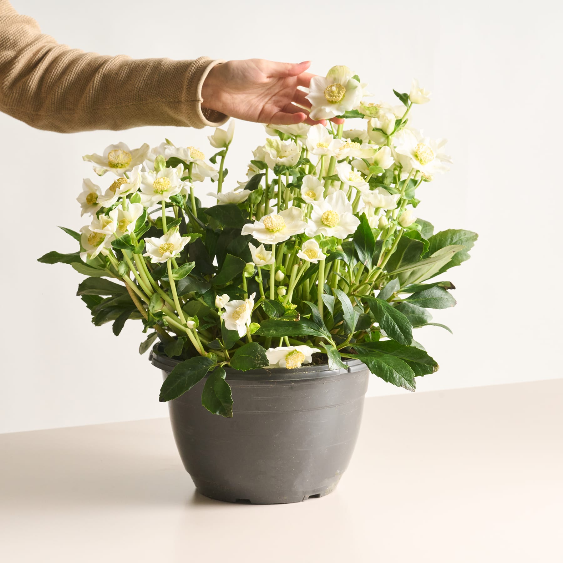 Eine Hand berührt sanft die zarten weißen Blüten einer Topfpflanze vor einem schlichten weißen Hintergrund.