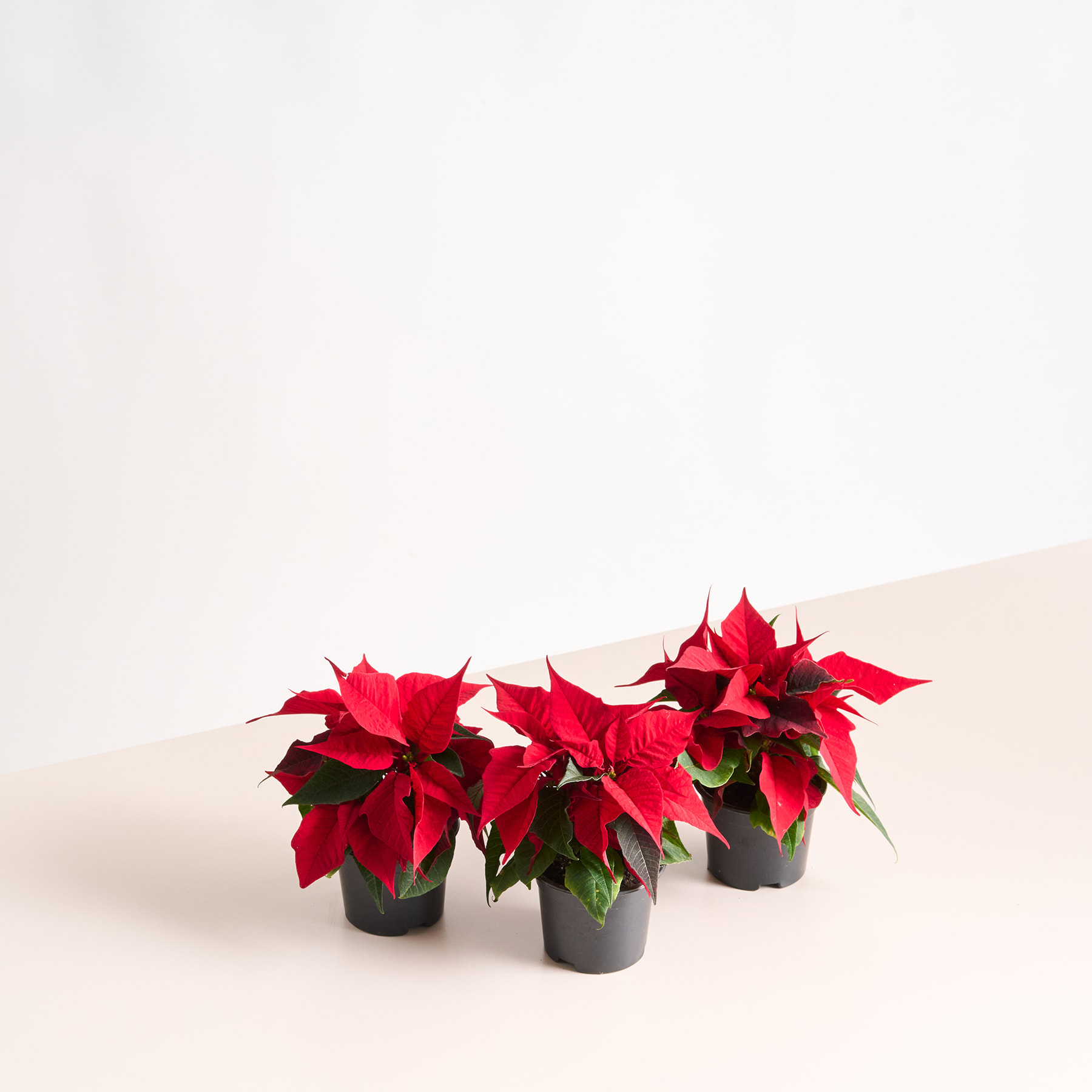 Rote Weihnachtssterne in schwarzen Töpfen vor einem schlichten weißen Hintergrund.