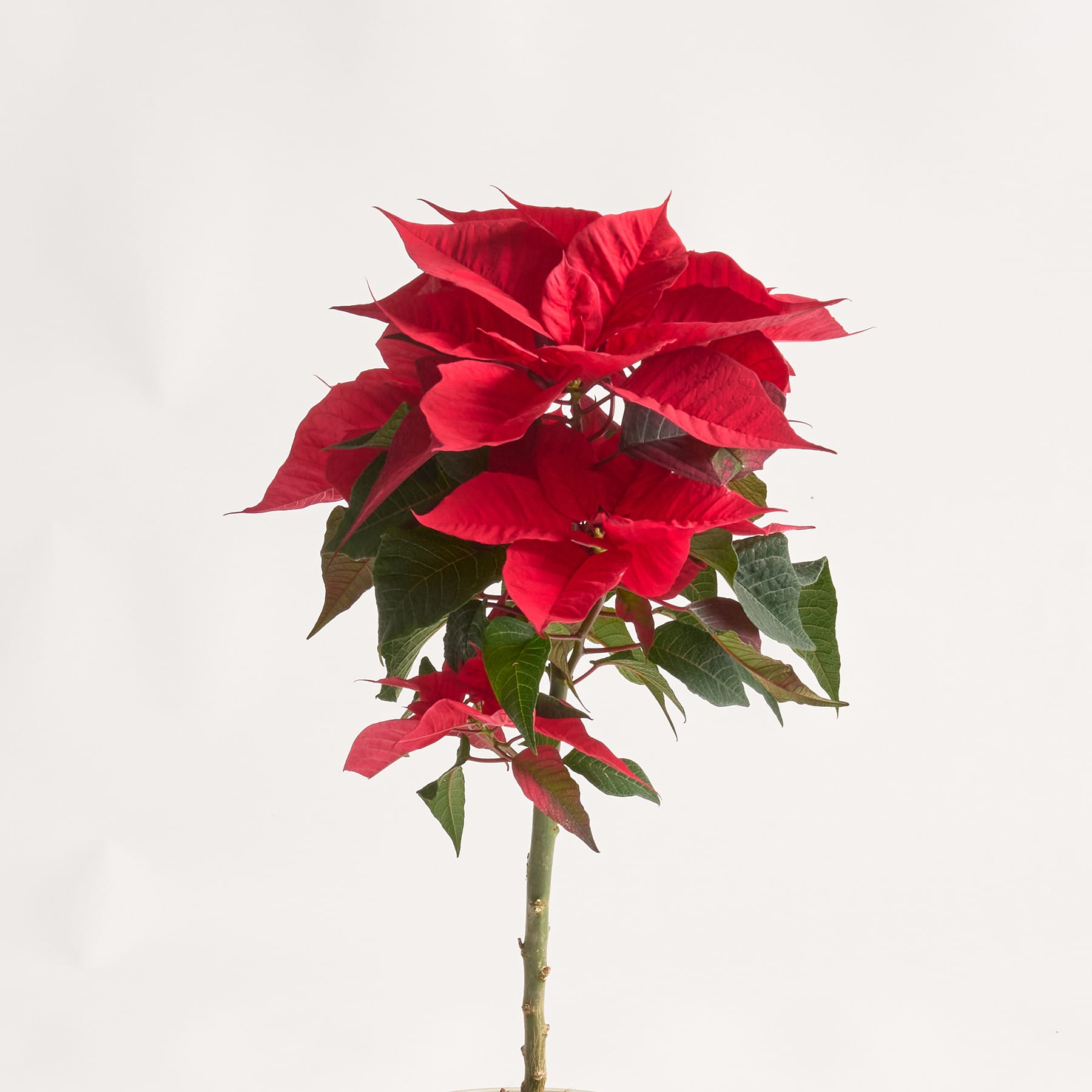 Eine leuchtend rote Weihnachtssternblüte mit üppigen grünen Blättern sticht deutlich vor einem schlichten weißen Hintergrund hervor.