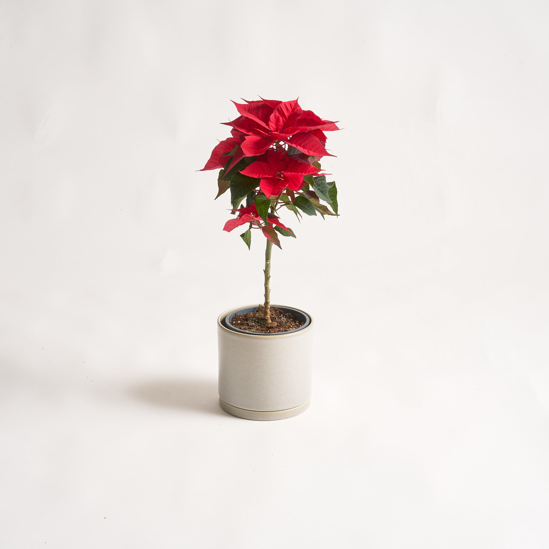 Eine leuchtend rote Weihnachtssternpflanze steht in einem einfachen weißen Keramiktopf vor einem schlichten weißen Hintergrund.