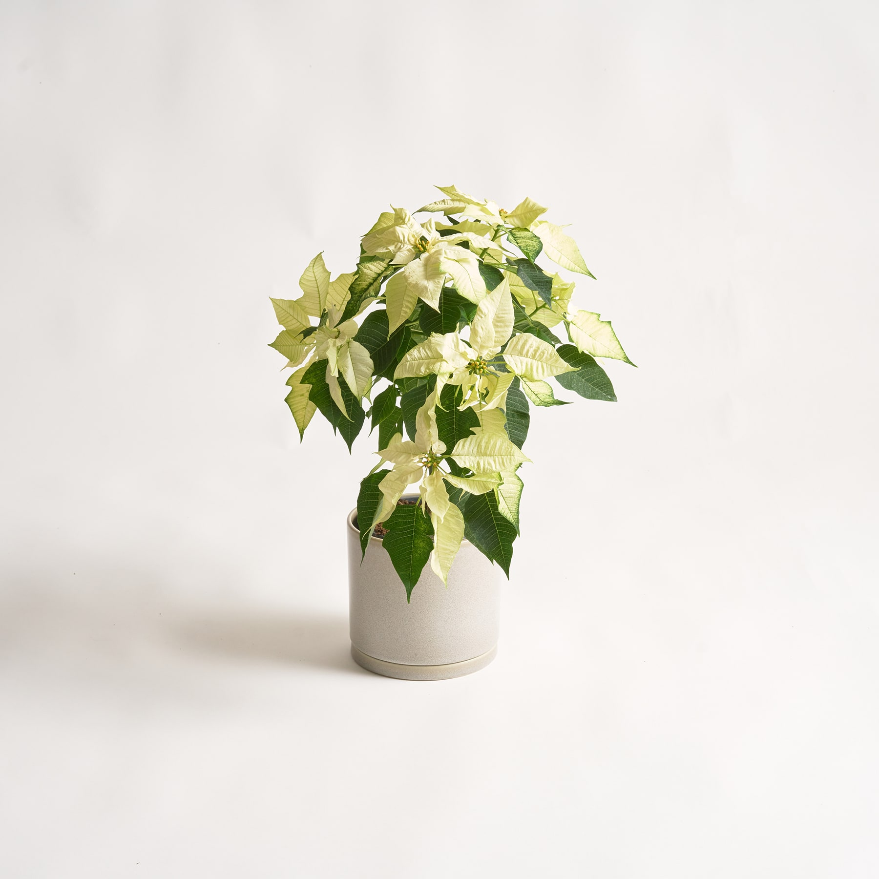 Eine weiße Keramikvase mit einem Strauß leuchtend grüner und gelber Weihnachtssterne steht vor einem schlichten, hellen Hintergrund.