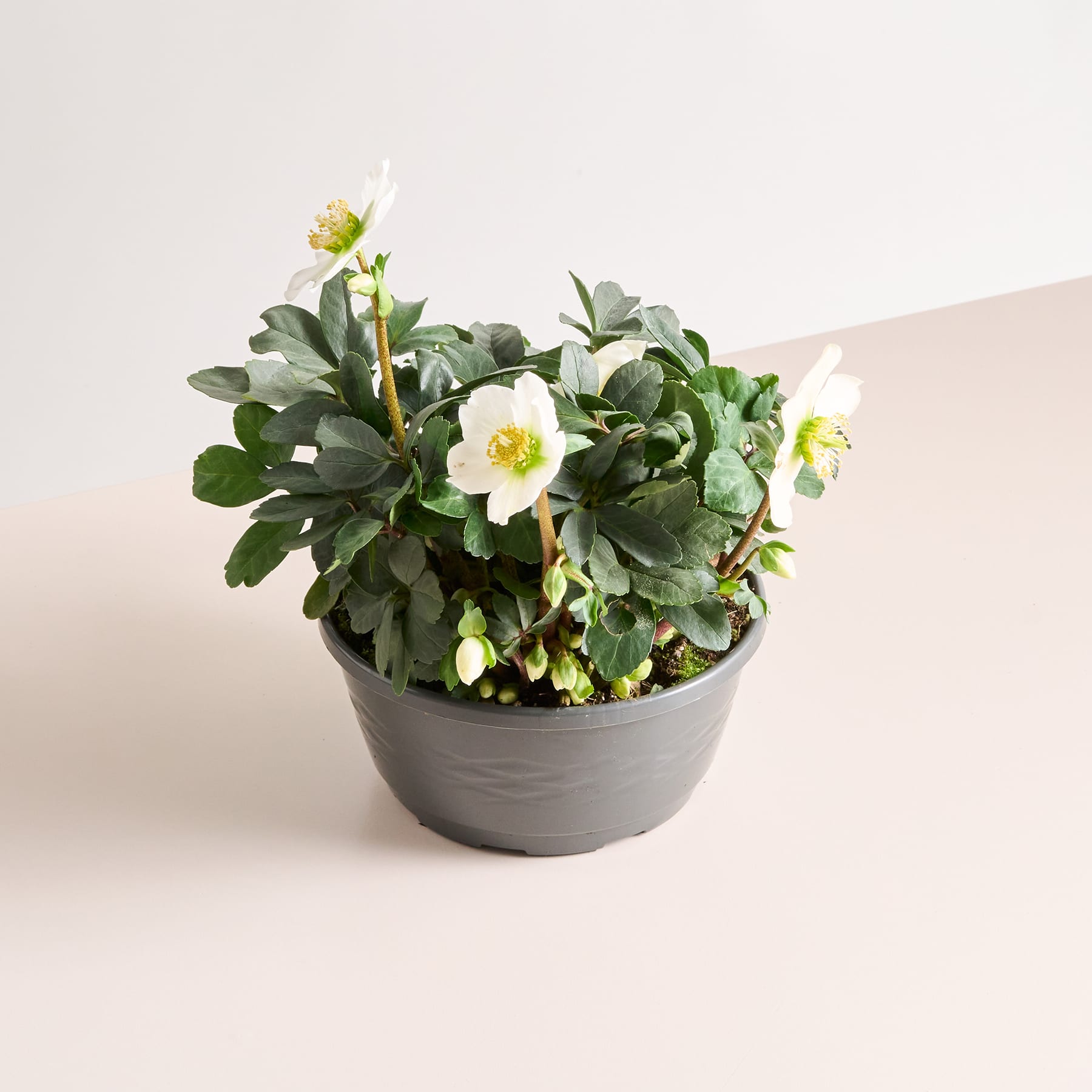 Eine Topfpflanze mit grünen Blättern und weißen Blüten steht auf einer hellen Oberfläche vor einem schlichten Hintergrund.