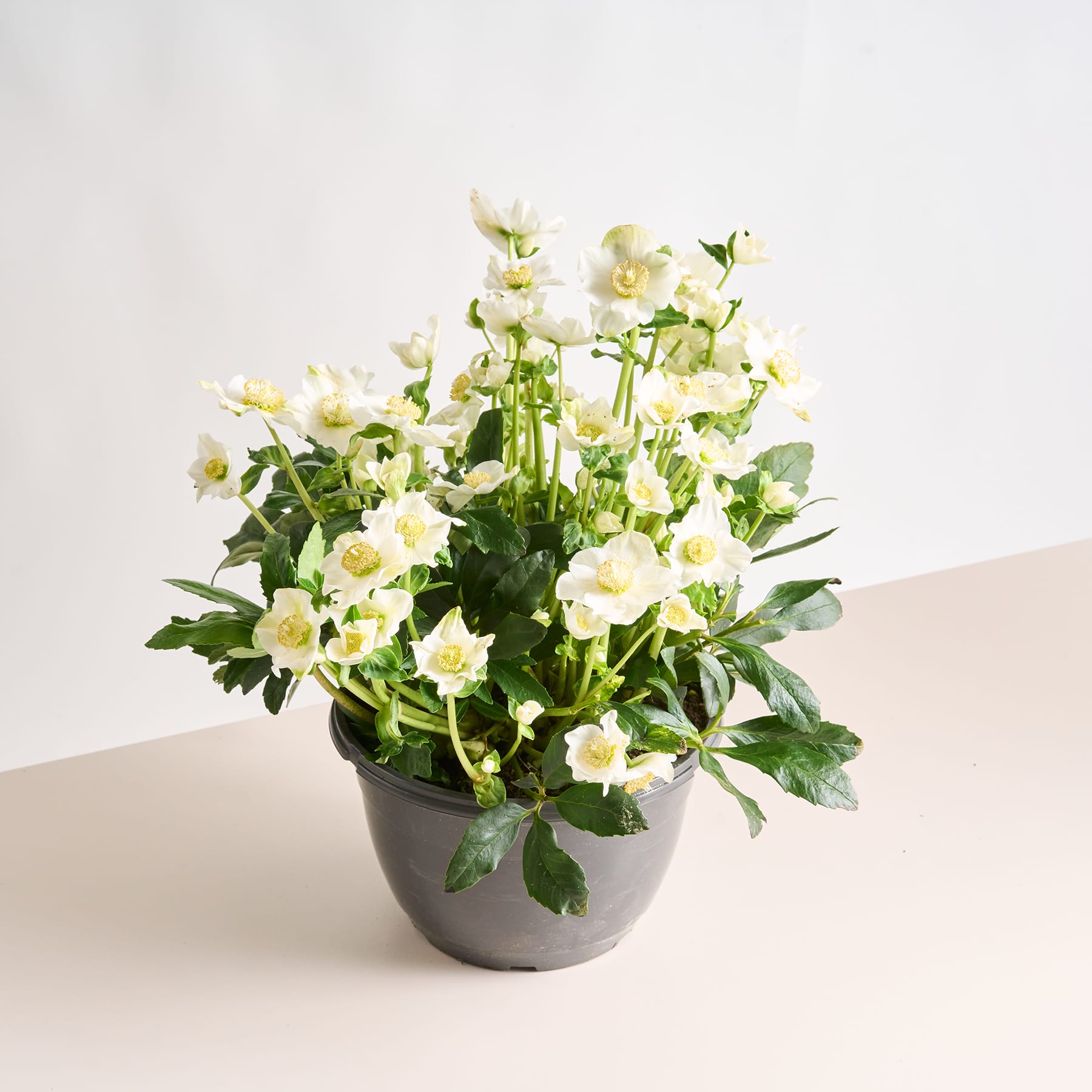 Eine Topfpflanze mit üppigen, leuchtend gelben Blüten steht auf einer hellen Oberfläche vor einem schlichten Hintergrund.