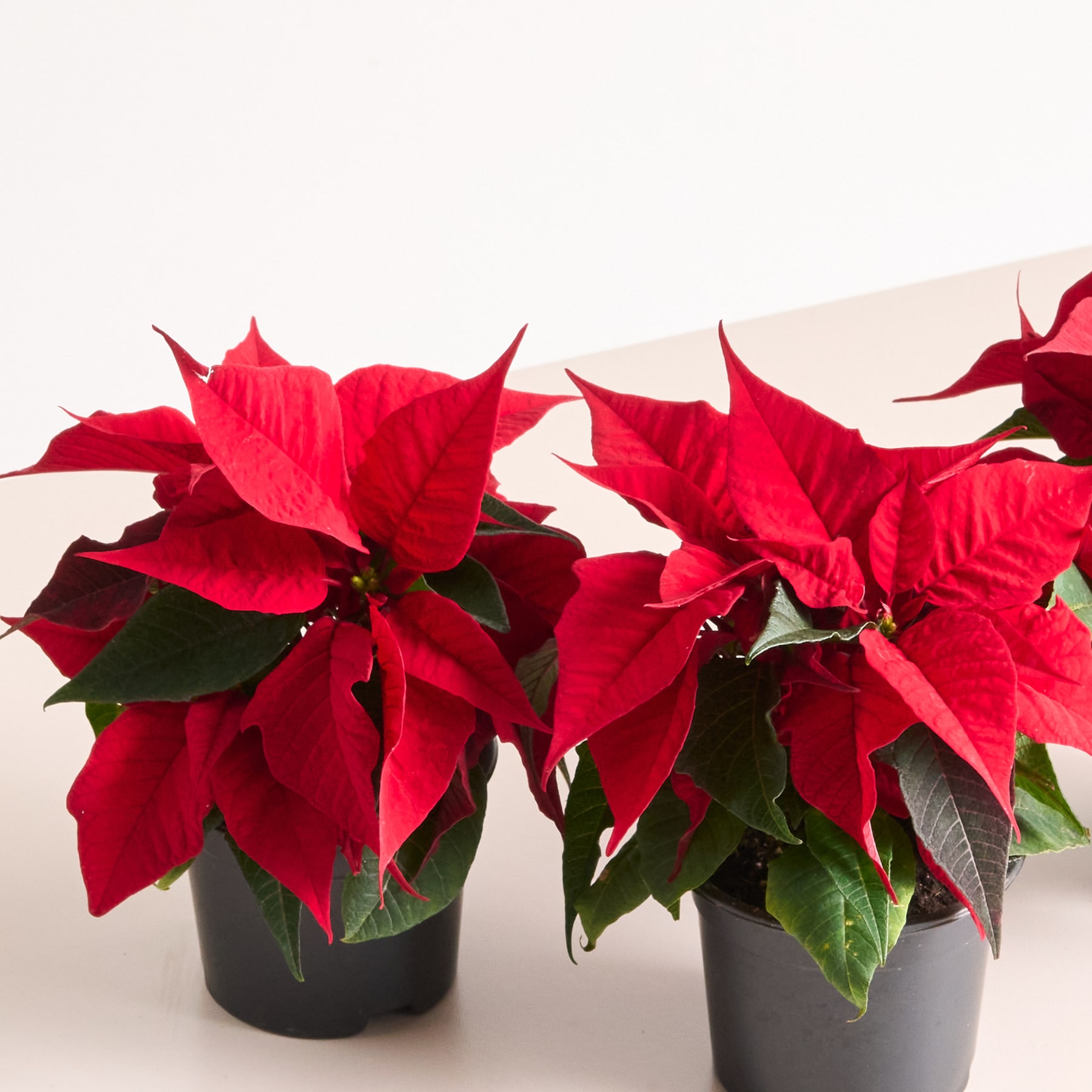 Leuchtend rote Weihnachtssterne mit üppigem Laub und Blüten heben sich deutlich von einem schlichten, hellen Hintergrund ab.