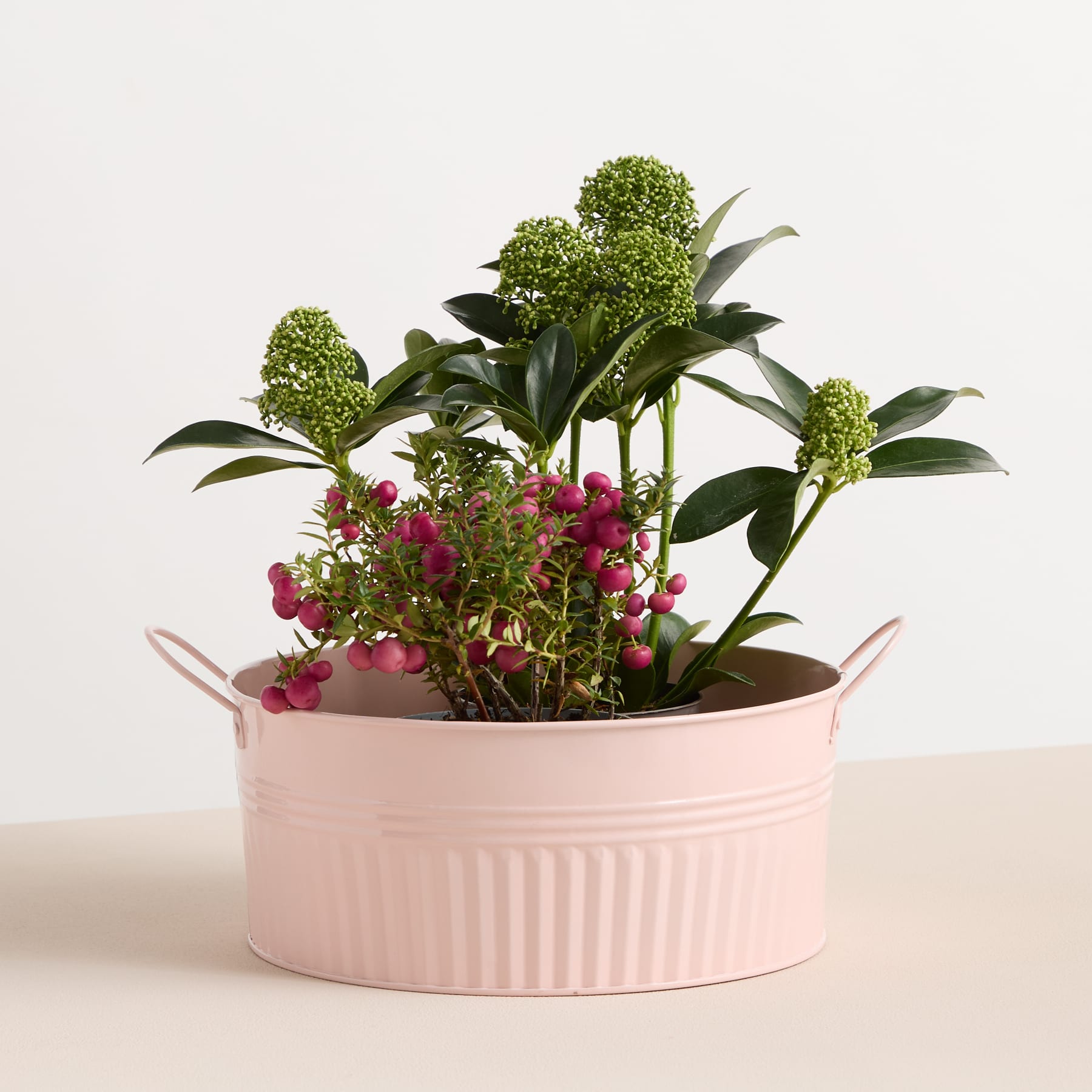 Ein rosafarbener Keramiktopf mit üppigem grünem Laub und leuchtend roten Blumen vor einem schlichten weißen Hintergrund.