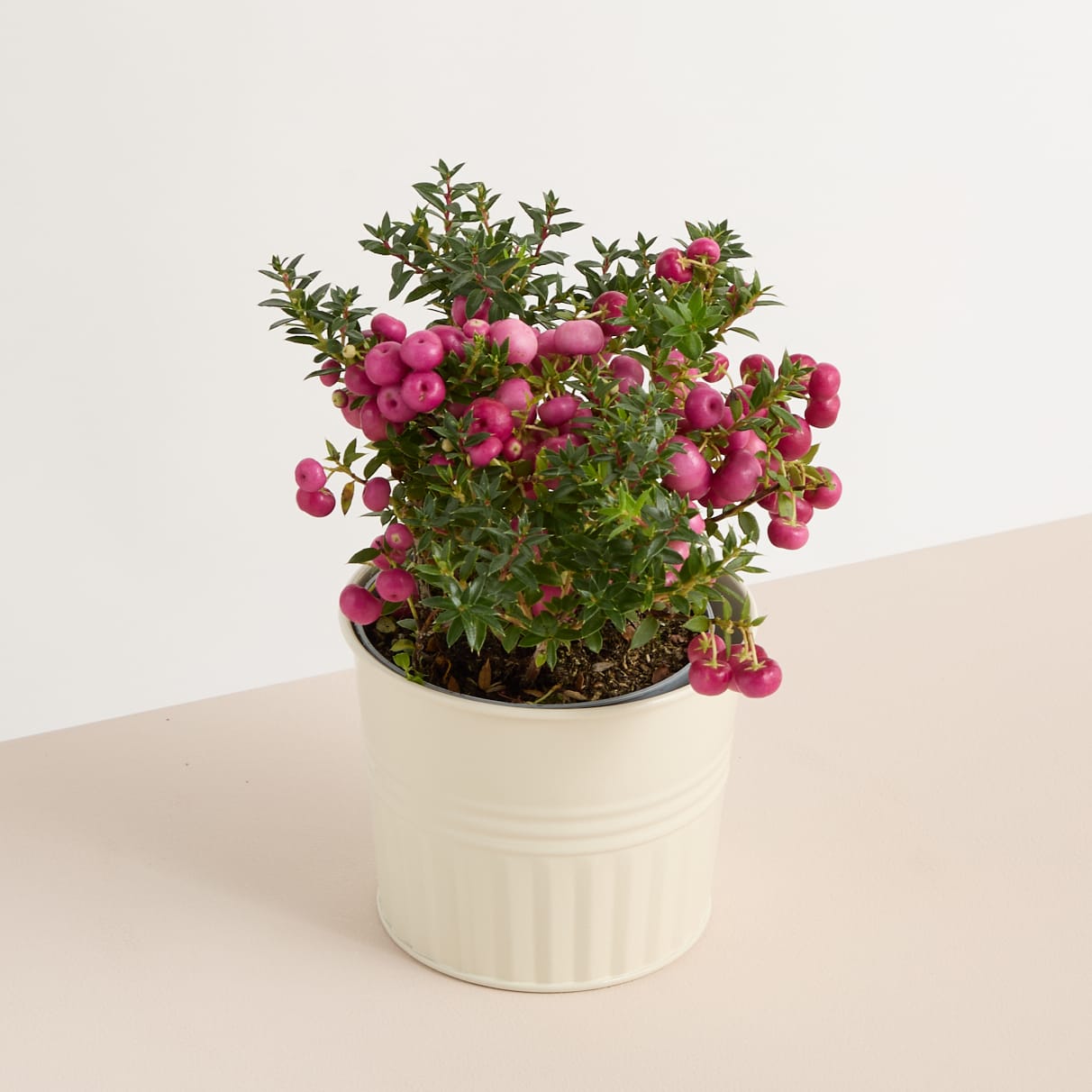 Eine Topfpflanze mit leuchtend rosa Blüten und grünem Laub steht auf einer hellen Oberfläche vor einem schlichten Hintergrund.