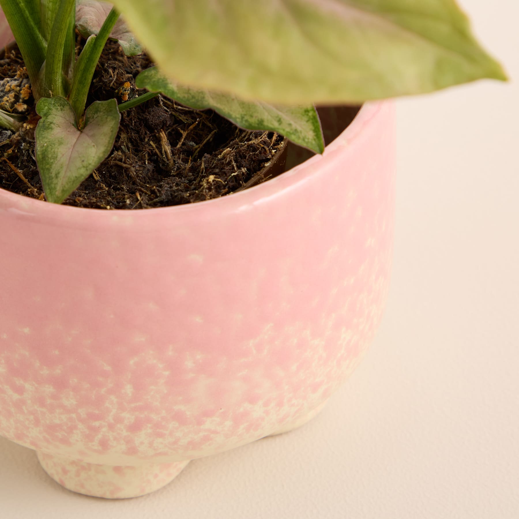 Ein rosa Keramiktopf mit einer grünen Pflanze mit üppigem Blattwerk vor einem schlichten weißen Hintergrund.