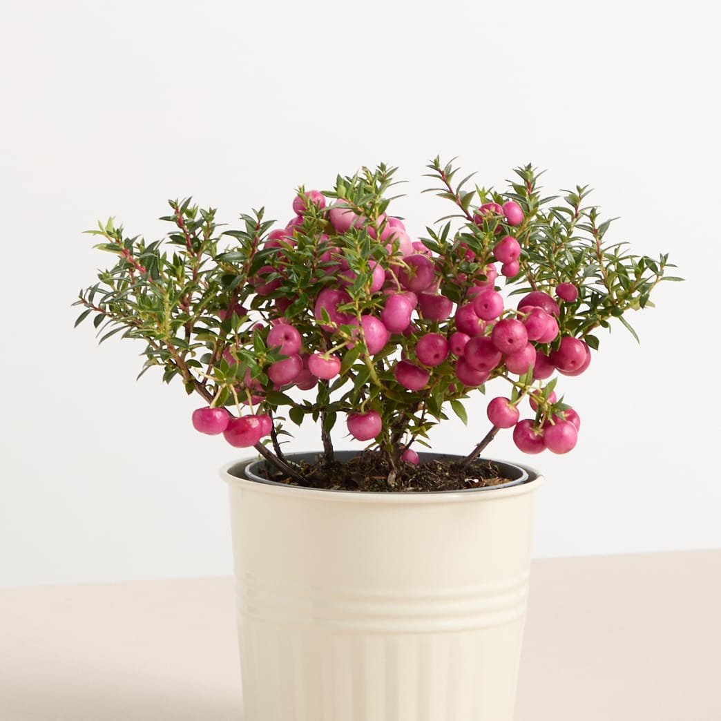 Eine Topfpflanze mit üppigem grünem Laub und leuchtend rosa Blüten steht auf einer hellen Oberfläche vor einem schlichten weißen Hintergrund.