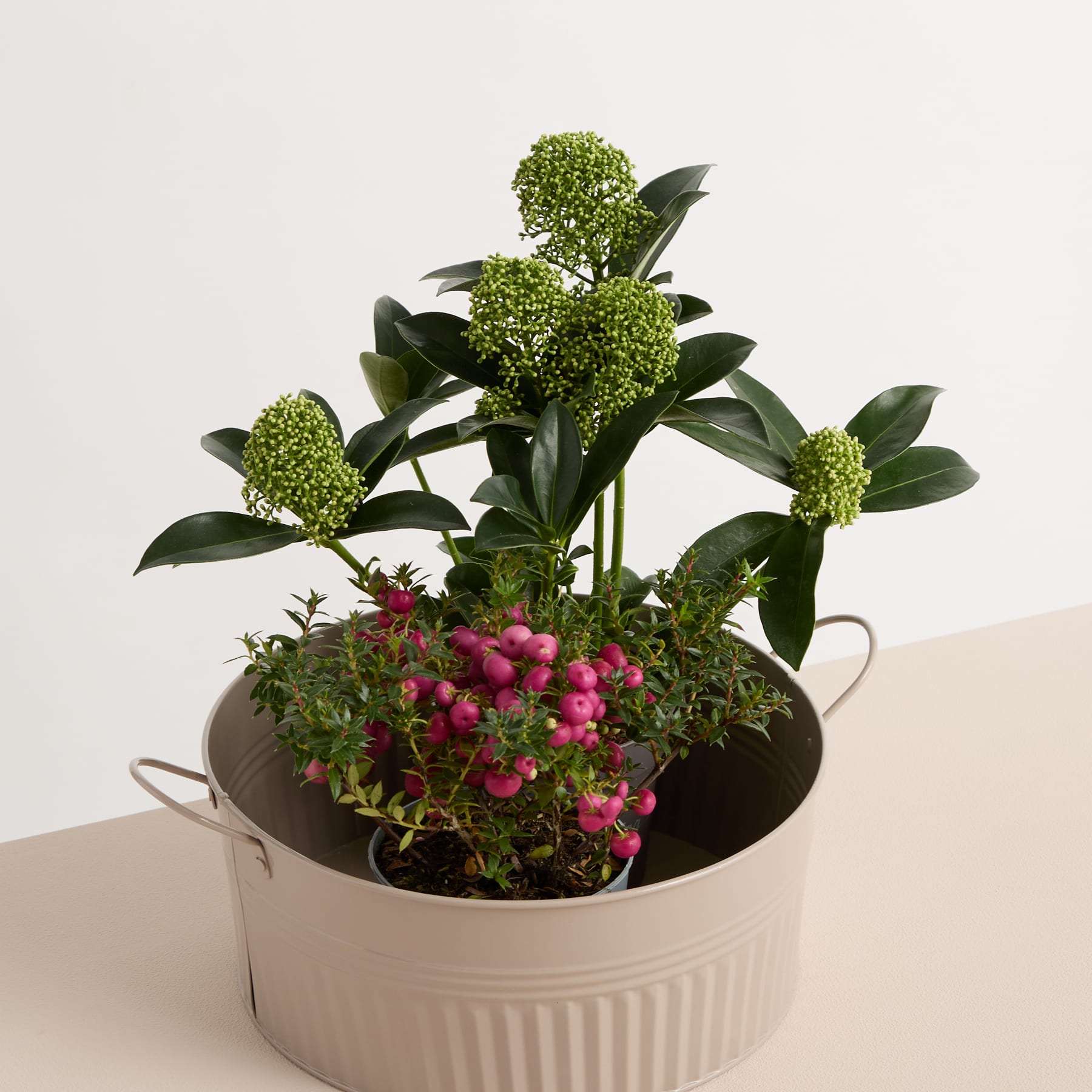Ein Topfpflanzenarrangement mit üppigem grünem Laub und leuchtend rosa Blüten vor einem schlichten Hintergrund.