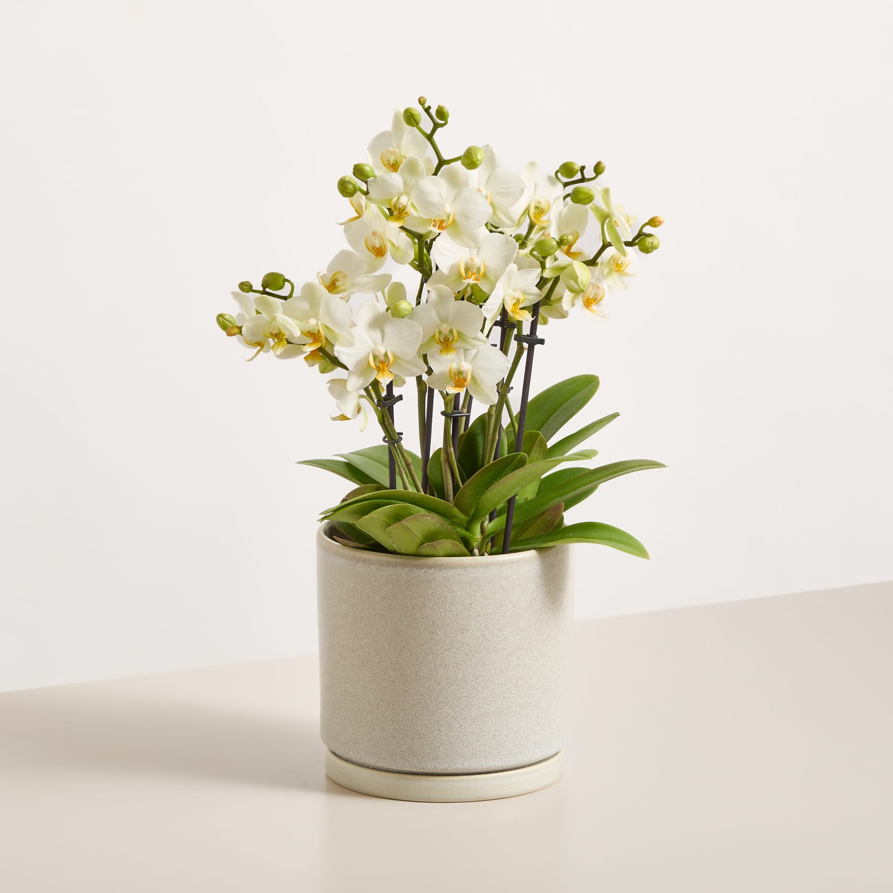 Die Hände einer Person berühren sanft die Blätter einer Orchidee im Topf, die vor einem schlichten weißen Hintergrund auf einem Tisch steht.