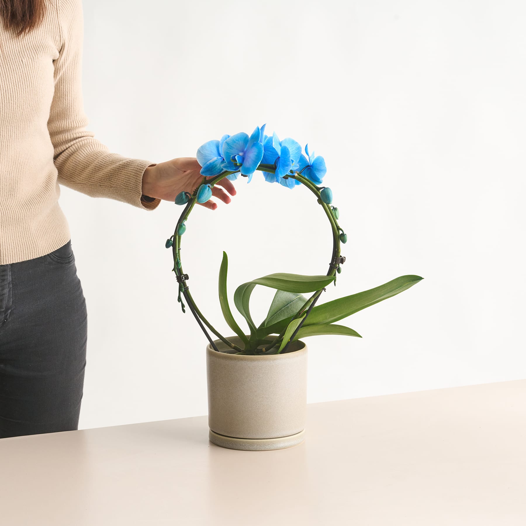 Die Hände einer Person arrangieren eine blaue Orchidee in einem Topf mit rundem Rahmen auf einem Tisch vor einem schlichten weißen Hintergrund.