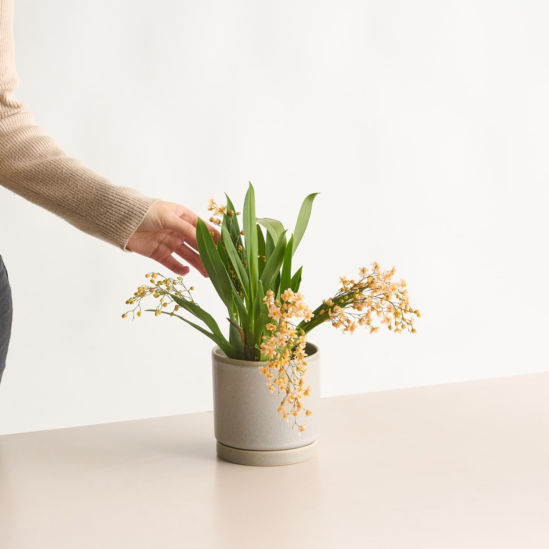 Eine Hand berührt sanft eine Topfpflanze mit grünen Blättern und gelben Blüten auf einem weißen Tisch vor einem schlichten Hintergrund.