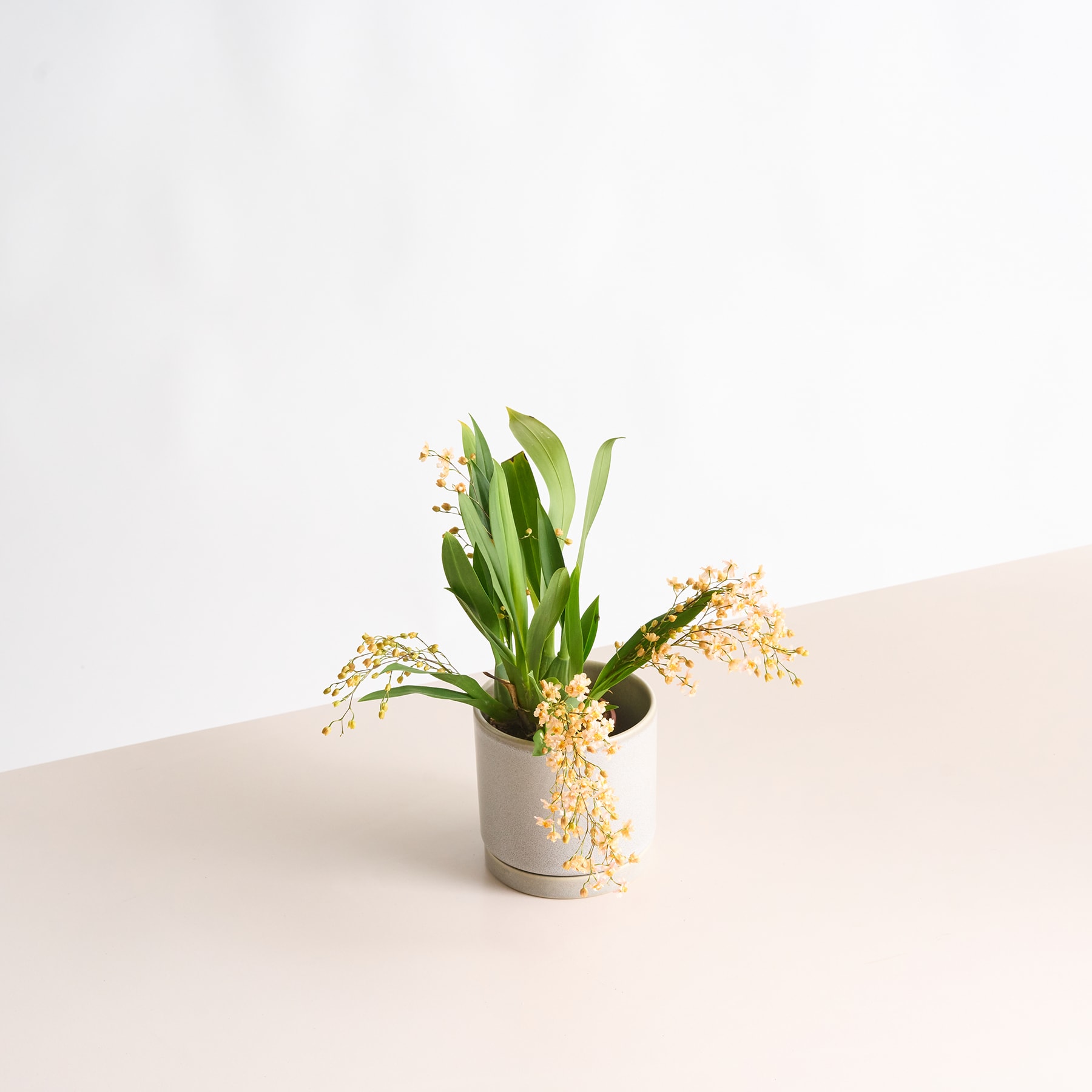 Eine kleine Topfpflanze mit grünen Blättern und gelben Blüten steht auf einer hellen Oberfläche vor einem schlichten weißen Hintergrund.