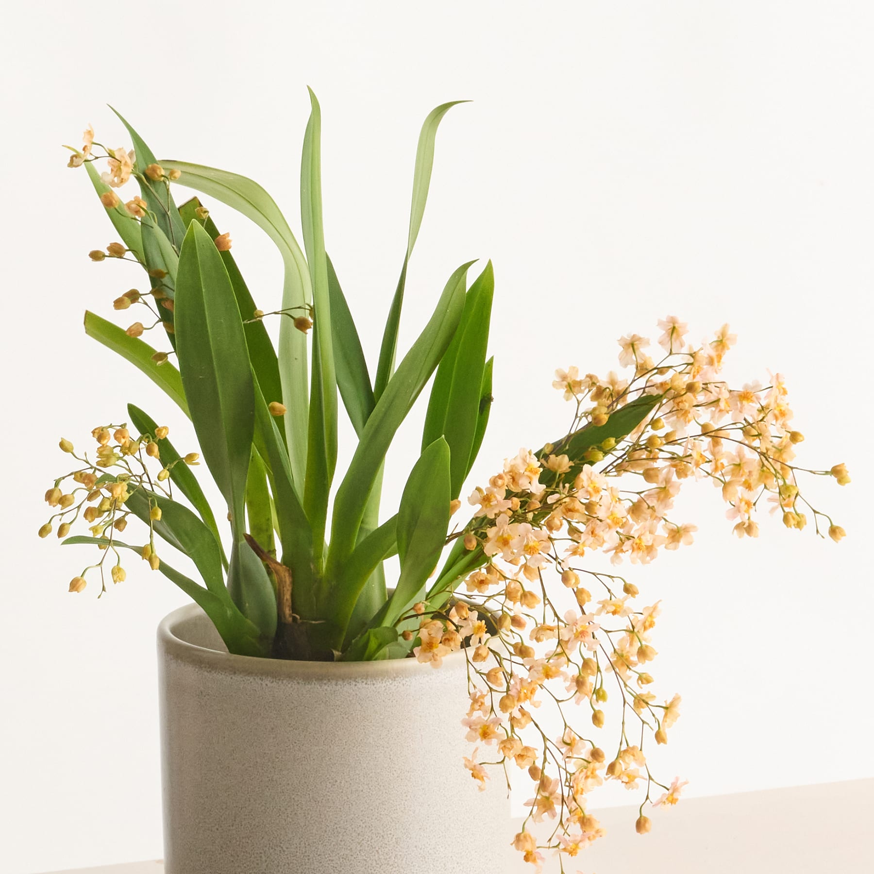 Das Bild zeigt eine Topfpflanze mit üppigen grünen Blättern und zarten gelben Blüten, die über die Seiten des Keramiktopfs hängen, vor einem schlichten weißen Hintergrund.