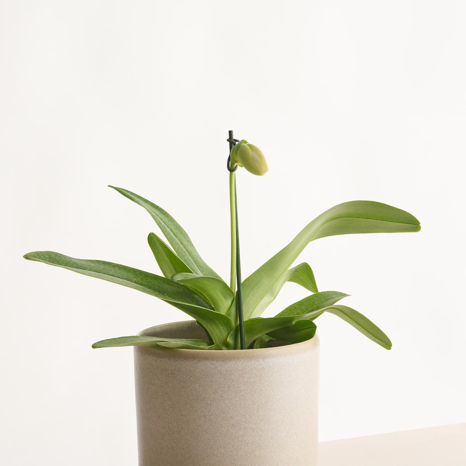 Eine Topfpflanze mit großen grünen Blättern und einer einzelnen hellgelben Blütenknospe, die aus der Mitte wächst, vor einem schlichten weißen Hintergrund.