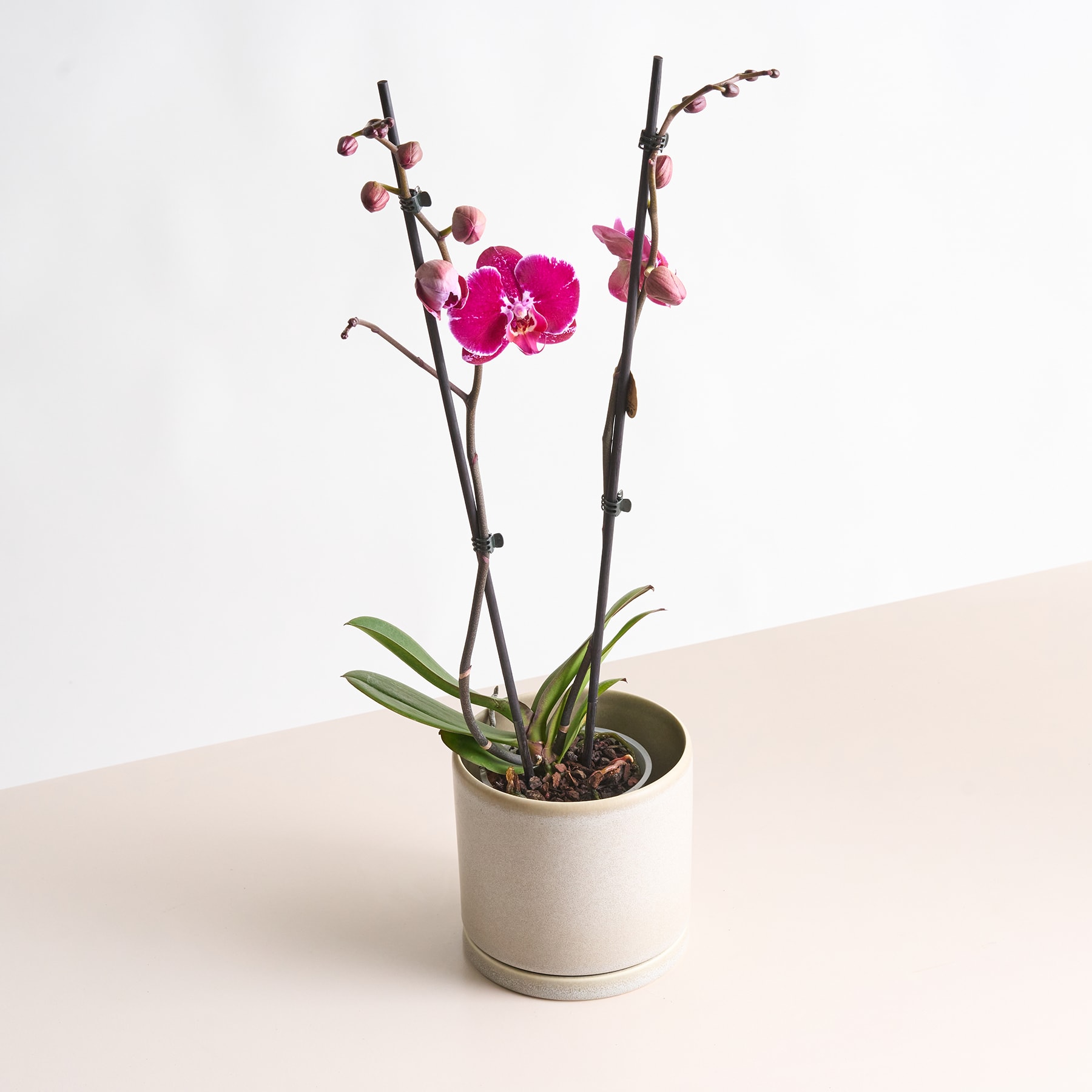 Eine Orchideenpflanze im Topf mit leuchtend rosa Blüten steht vor einem schlichten weißen Hintergrund.