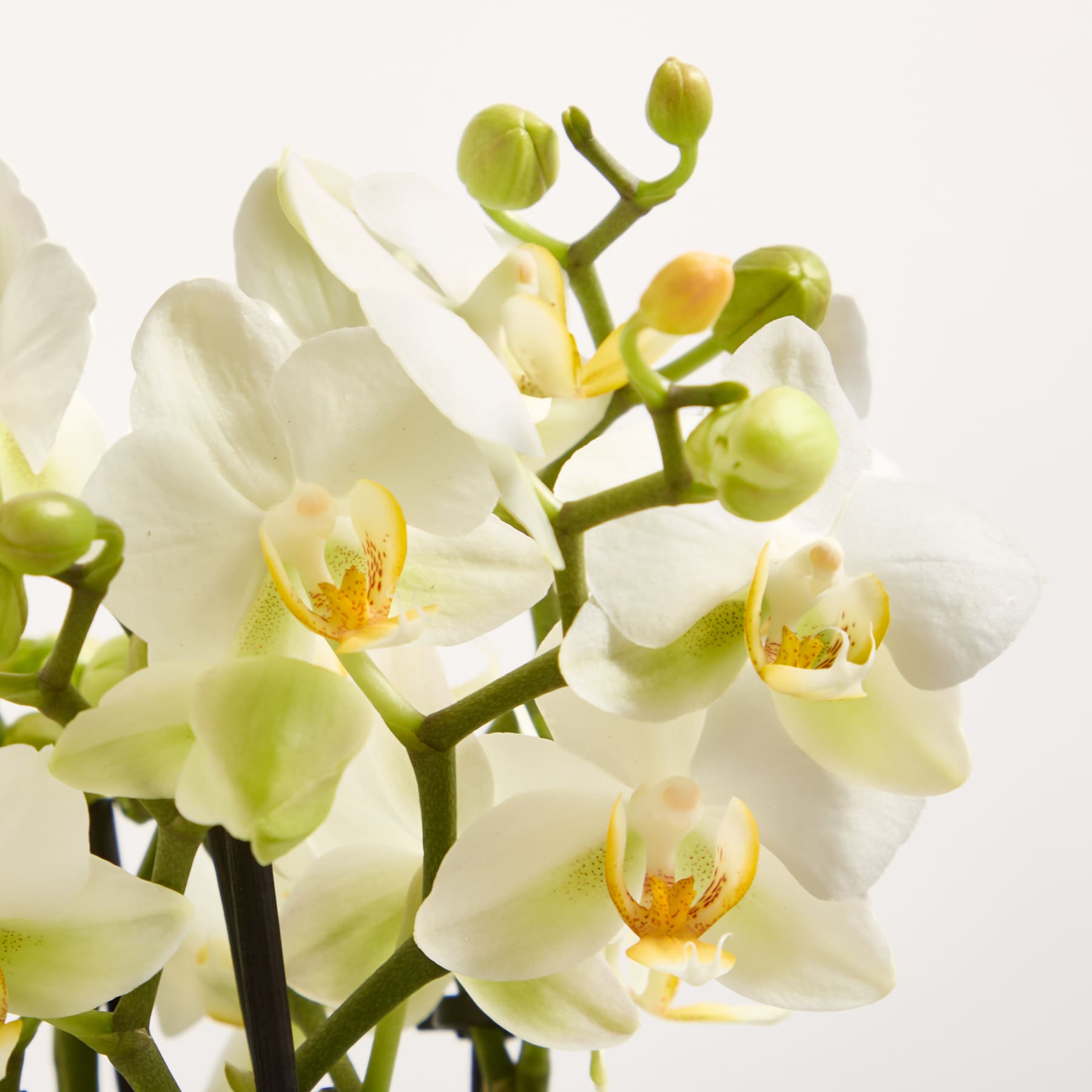 Eine Orchidee im Topf mit zarten weißen und gelben Blüten blüht vor einem schlichten weißen Hintergrund.