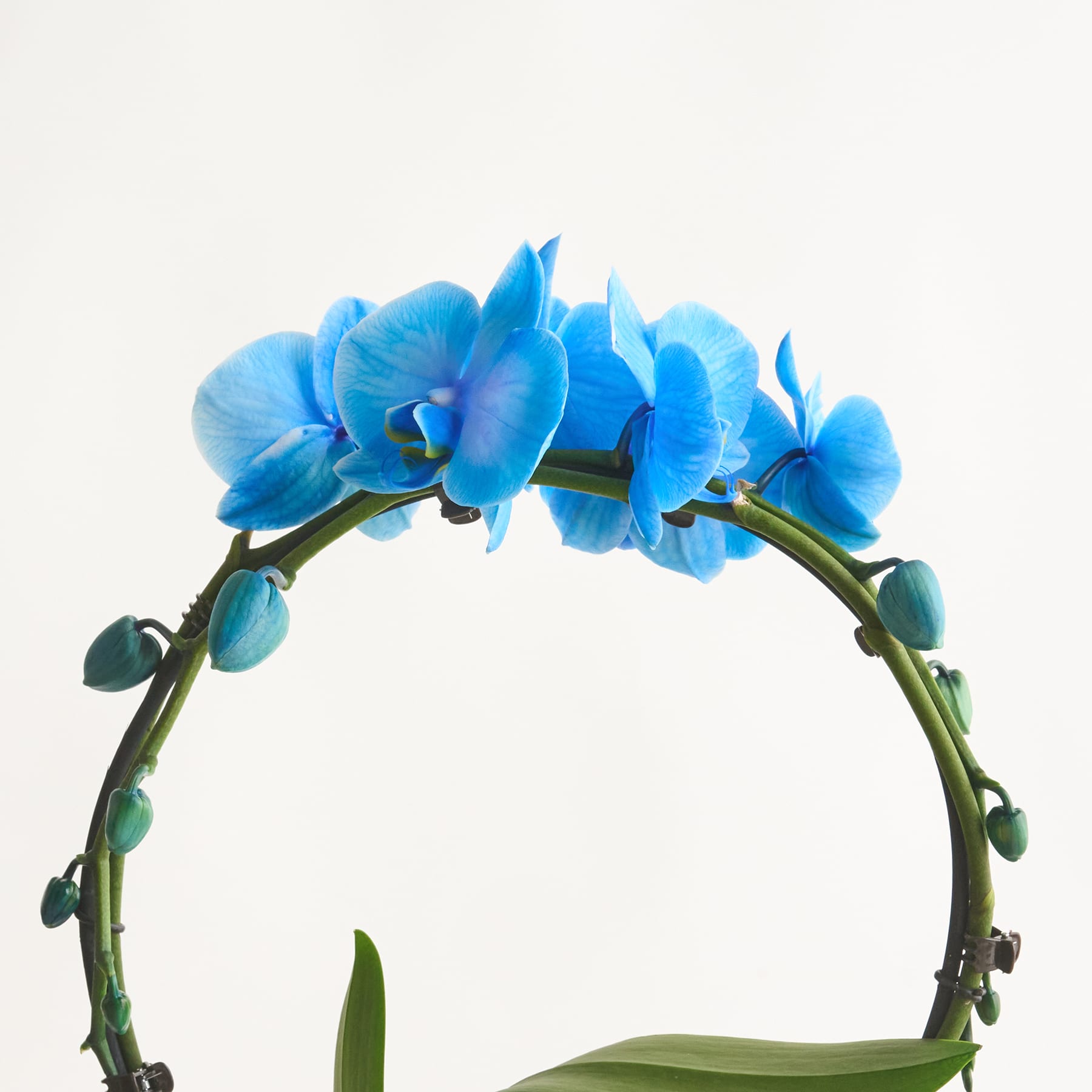 Leuchtend blaue Orchideenblüten blühen kreisförmig vor einem schlichten weißen Hintergrund.