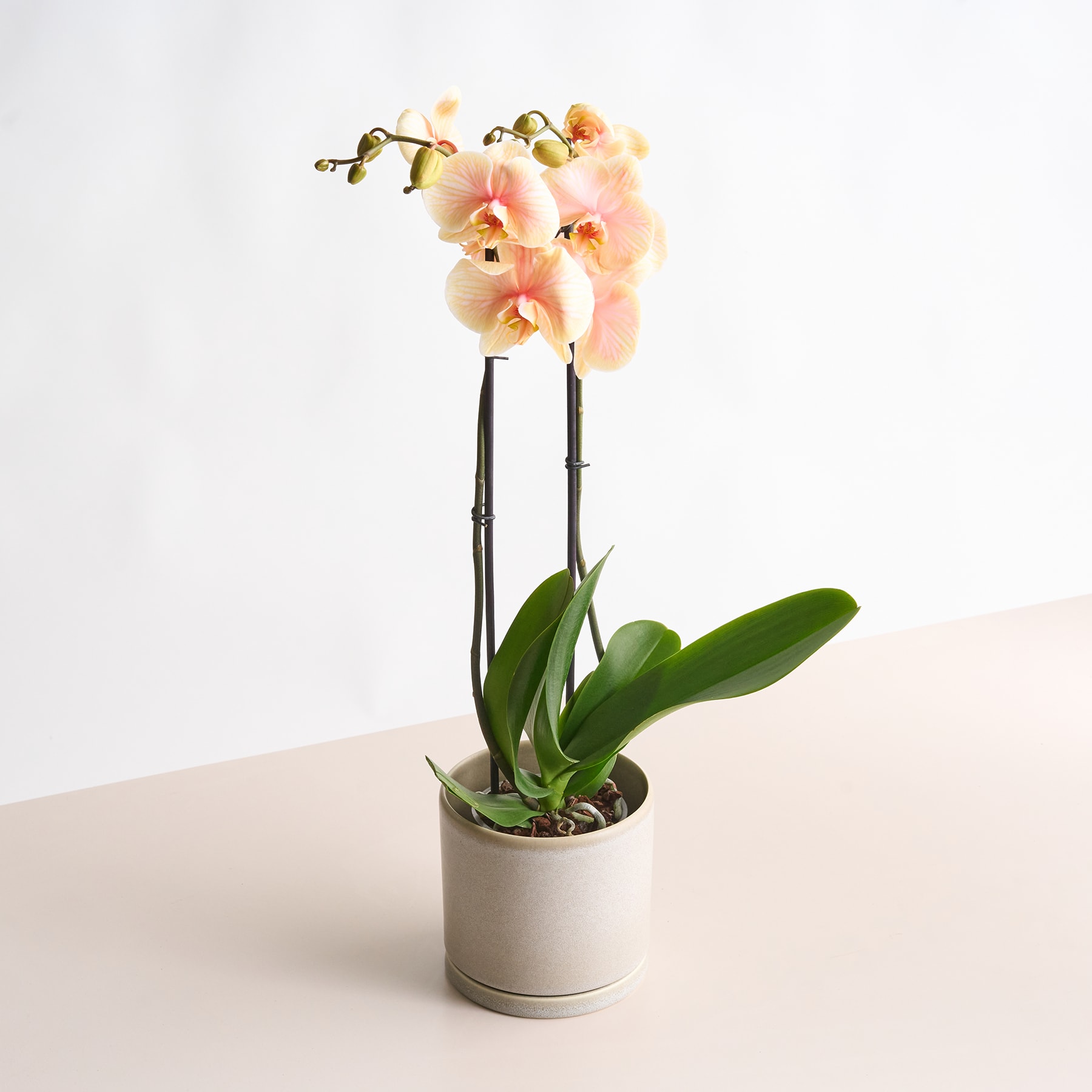 Eine Orchideenpflanze im Topf mit zarten rosa und weißen Blüten steht auf einer hellen Oberfläche vor einem schlichten weißen Hintergrund.