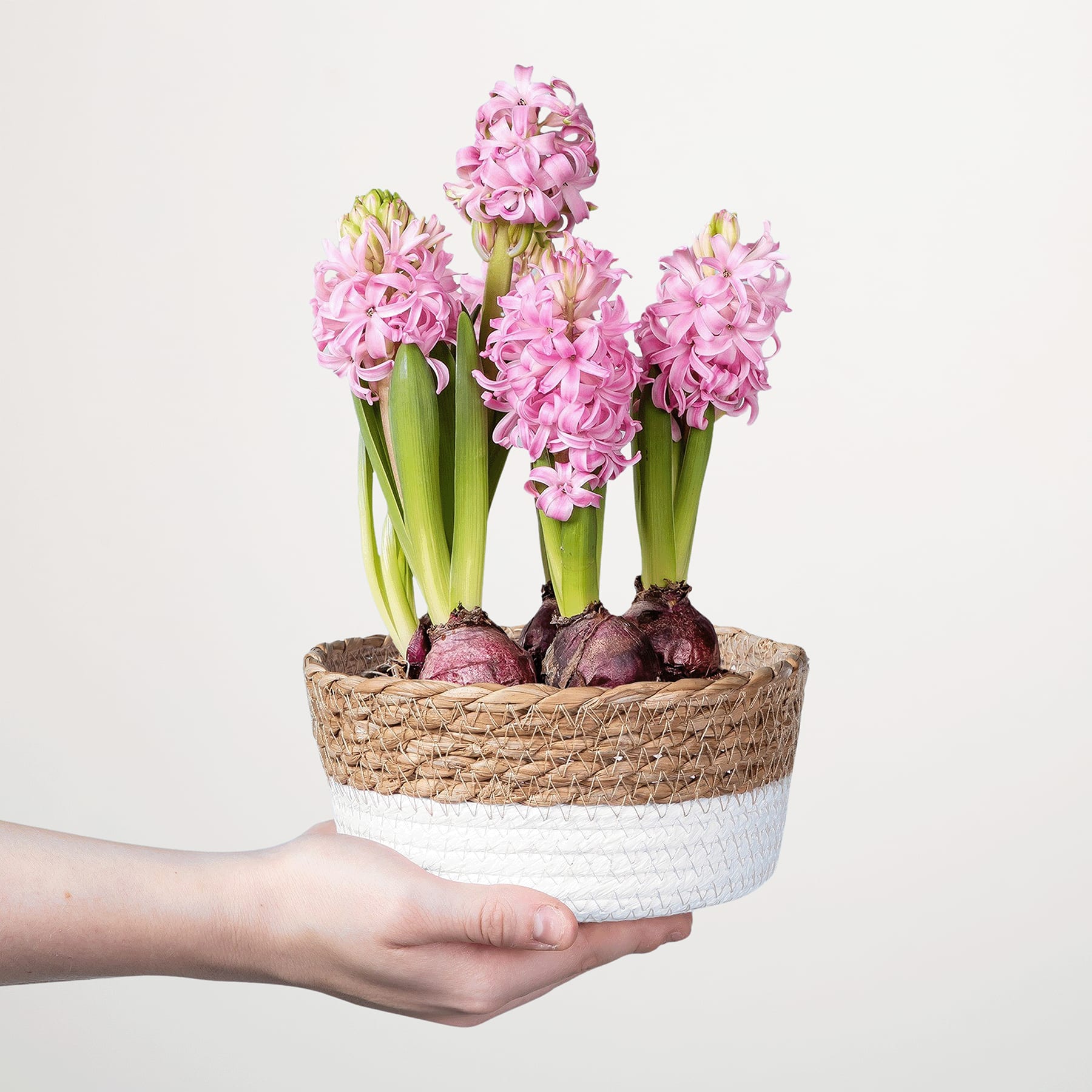 Vor einem schlichten weißen Hintergrund hält eine Person einen Korb voller leuchtend rosa Hyazinthenblüten, umgeben von grünen Blättern, in den Händen.