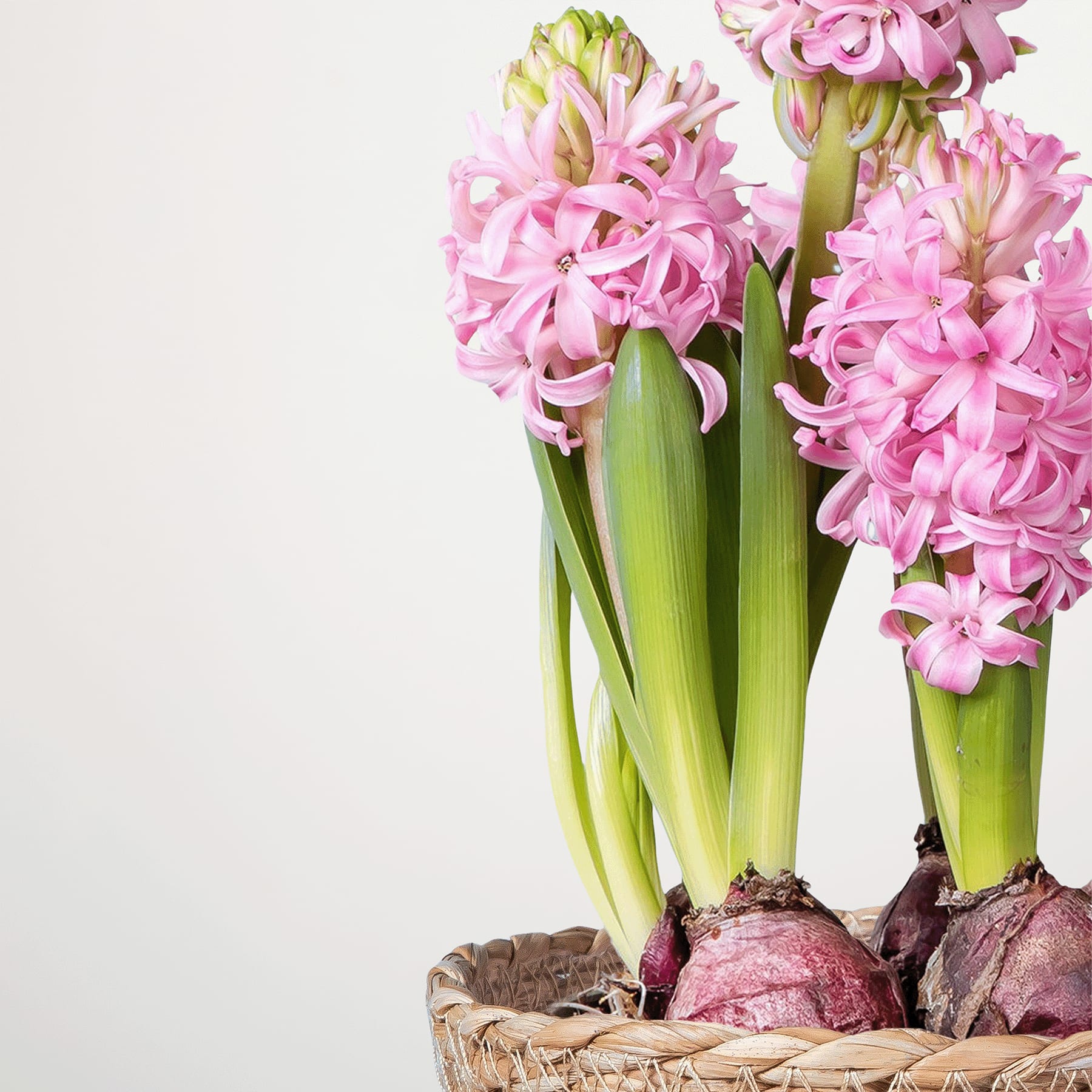 Ein Strauß leuchtend rosa Hyazinthenblüten mit grünen Stielen und Blättern vor einem schlichten weißen Hintergrund.
