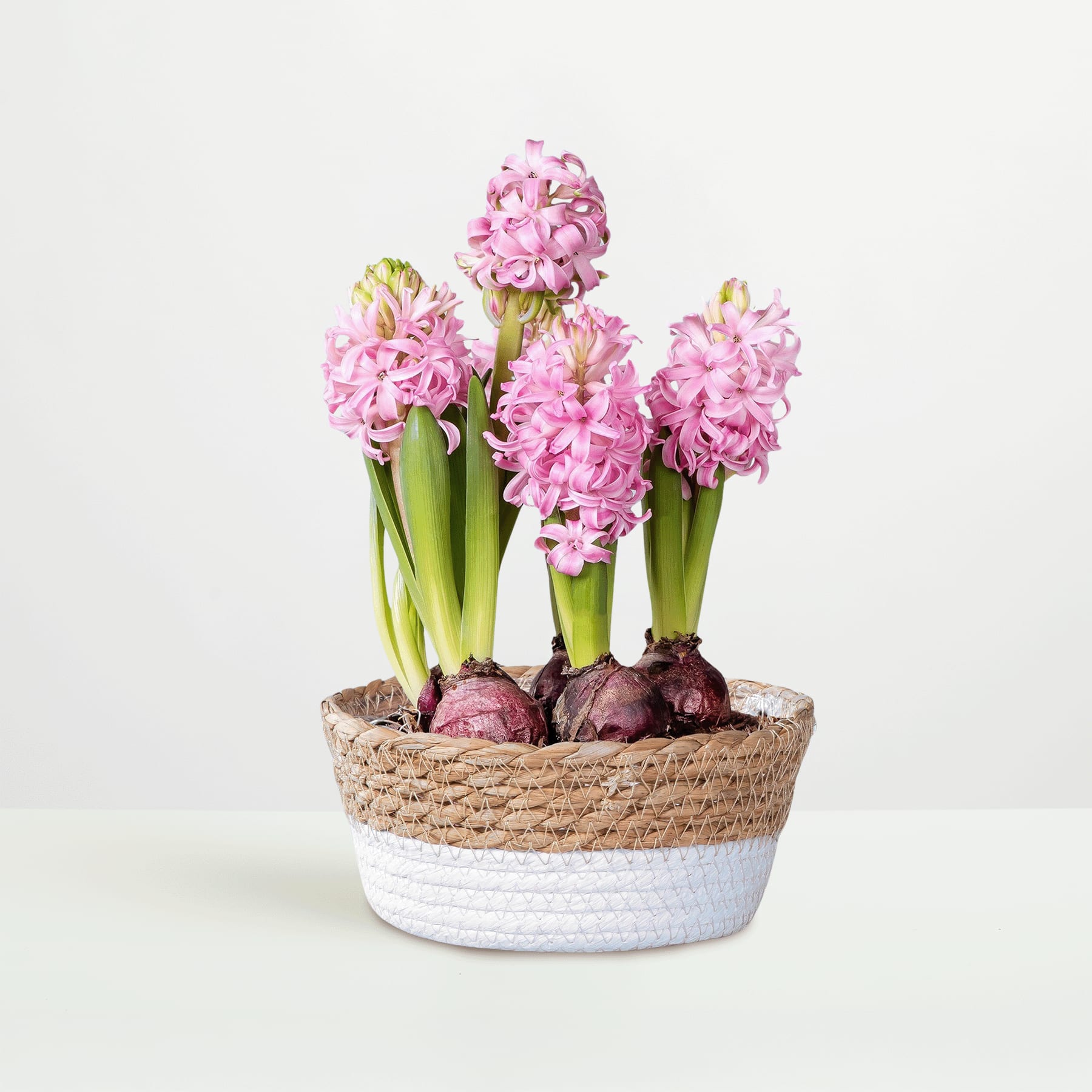Auf einem schlichten weißen Hintergrund steht ein Korb voller leuchtend rosa Hyazinthenblüten.