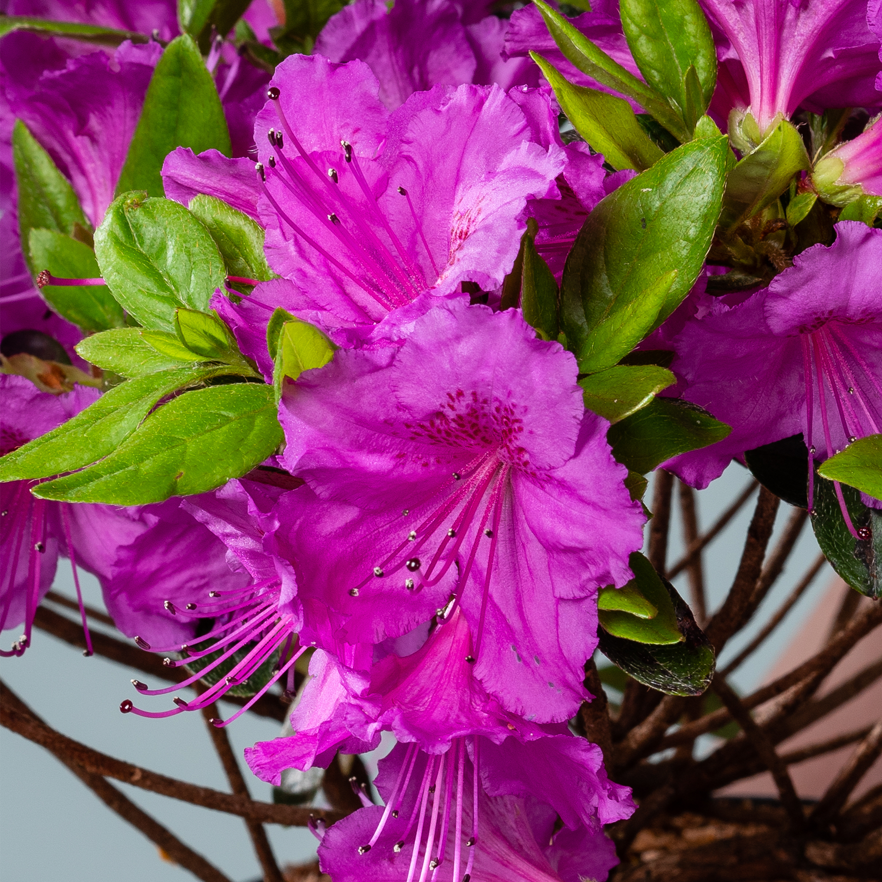 Leuchtend pinkfarbene Azaleenblüten mit üppigem grünem Laub füllen den Rahmen und schaffen eine optisch beeindruckende und fesselnde Blumenpracht.