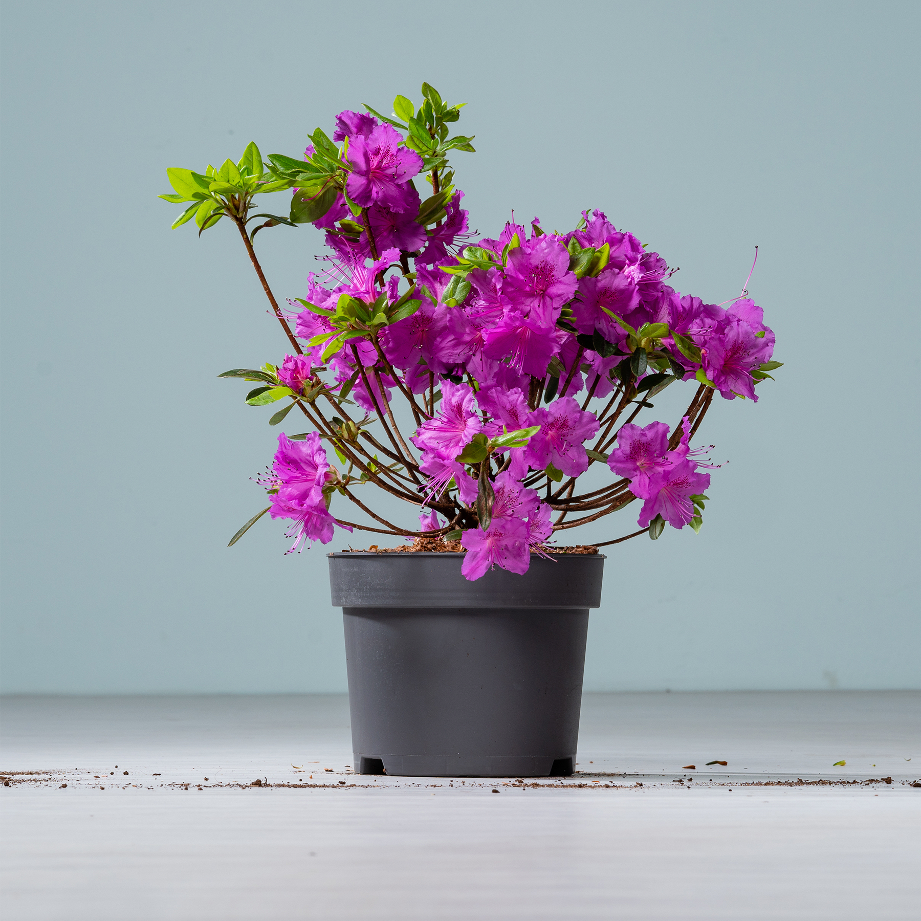 Ein farbenfroher Strauß rosa Azaleenblüten in einem schwarzen Pflanzgefäß steht auf einer Holzoberfläche vor einem schlichten grauen Hintergrund.