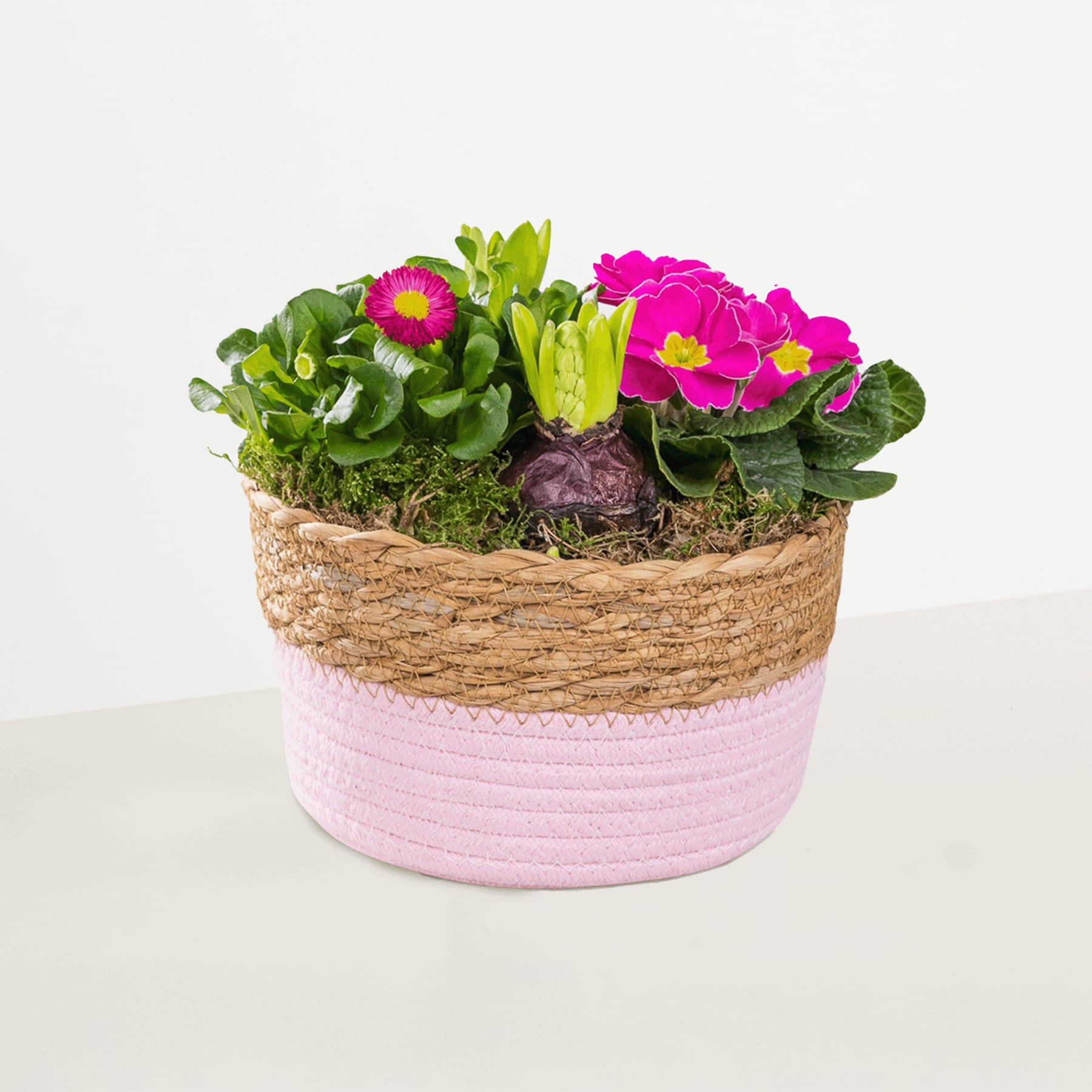 Ein farbenfrohes Arrangement aus leuchtend rosa und grünen Pflanzen in einem geflochtenen Korb mit einem rosa und weißen Streifenmuster vor einem schlichten weißen Hintergrund.