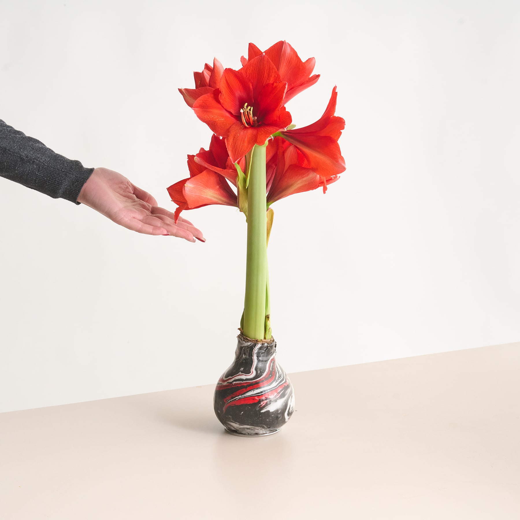Eine leuchtend rote Amaryllisblüte in einer Glasvase, nach der sich vor einem schlichten weißen Hintergrund eine Hand ausstreckt.