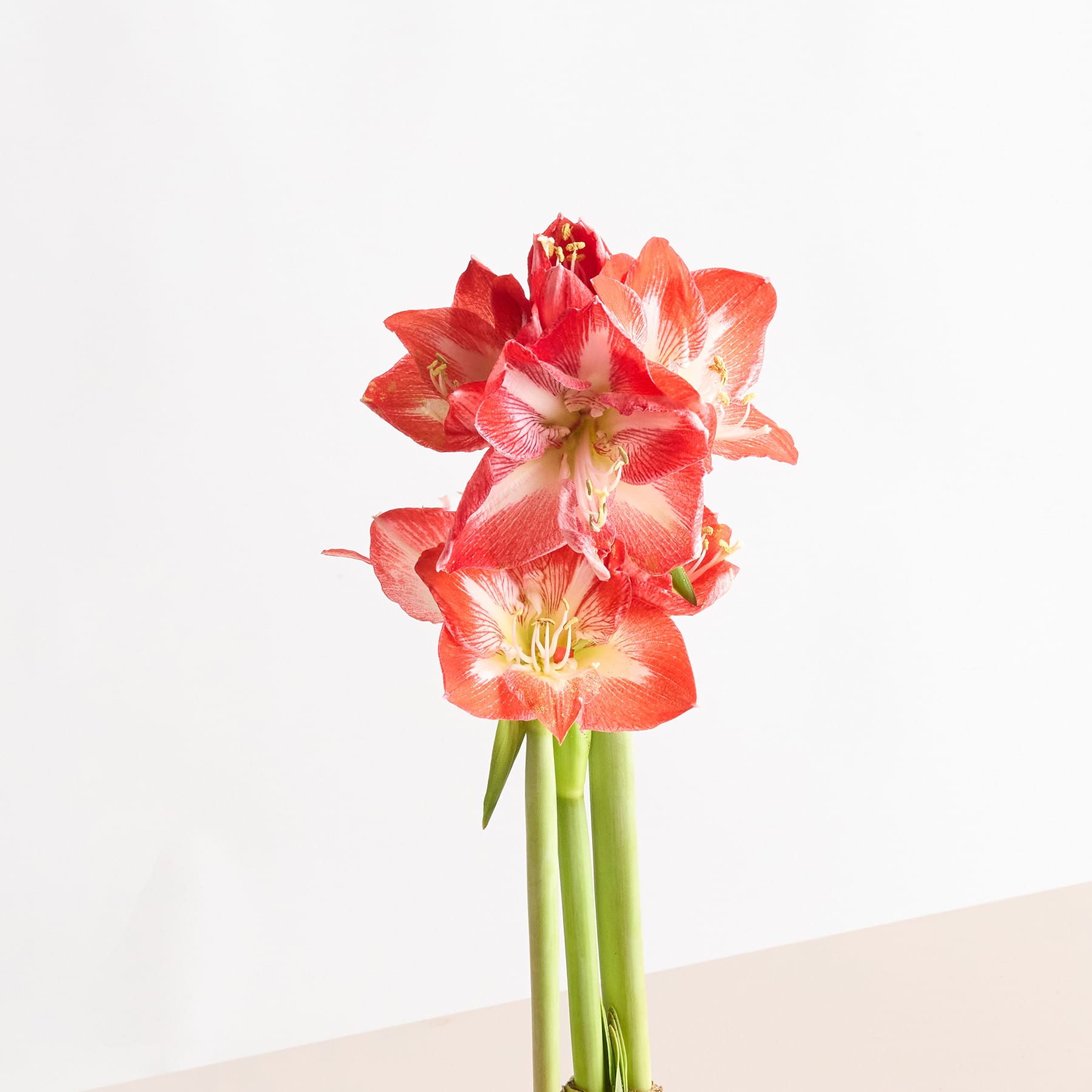 Leuchtend rote und rosa Amaryllisblüten mit langen grünen Stielen heben sich von einem schlichten weißen Hintergrund ab.