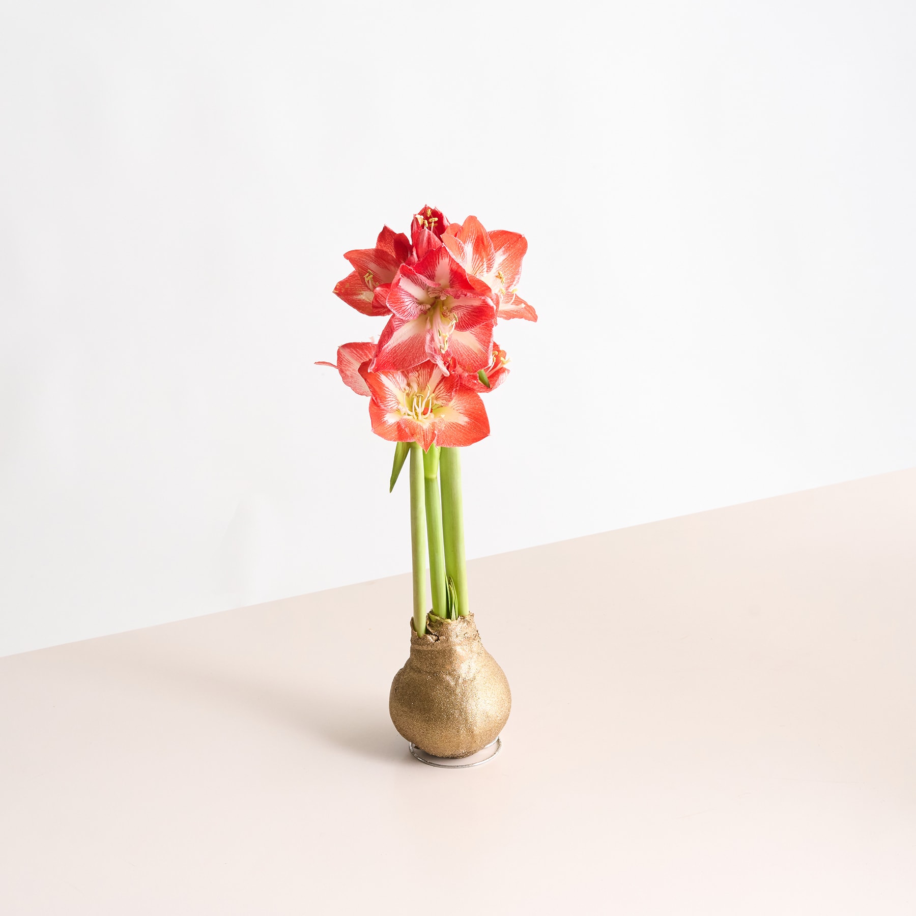 Eine leuchtend rote und rosa Amaryllisblüte steht hoch in einer einfachen Keramikvase vor einem schlichten weißen Hintergrund.