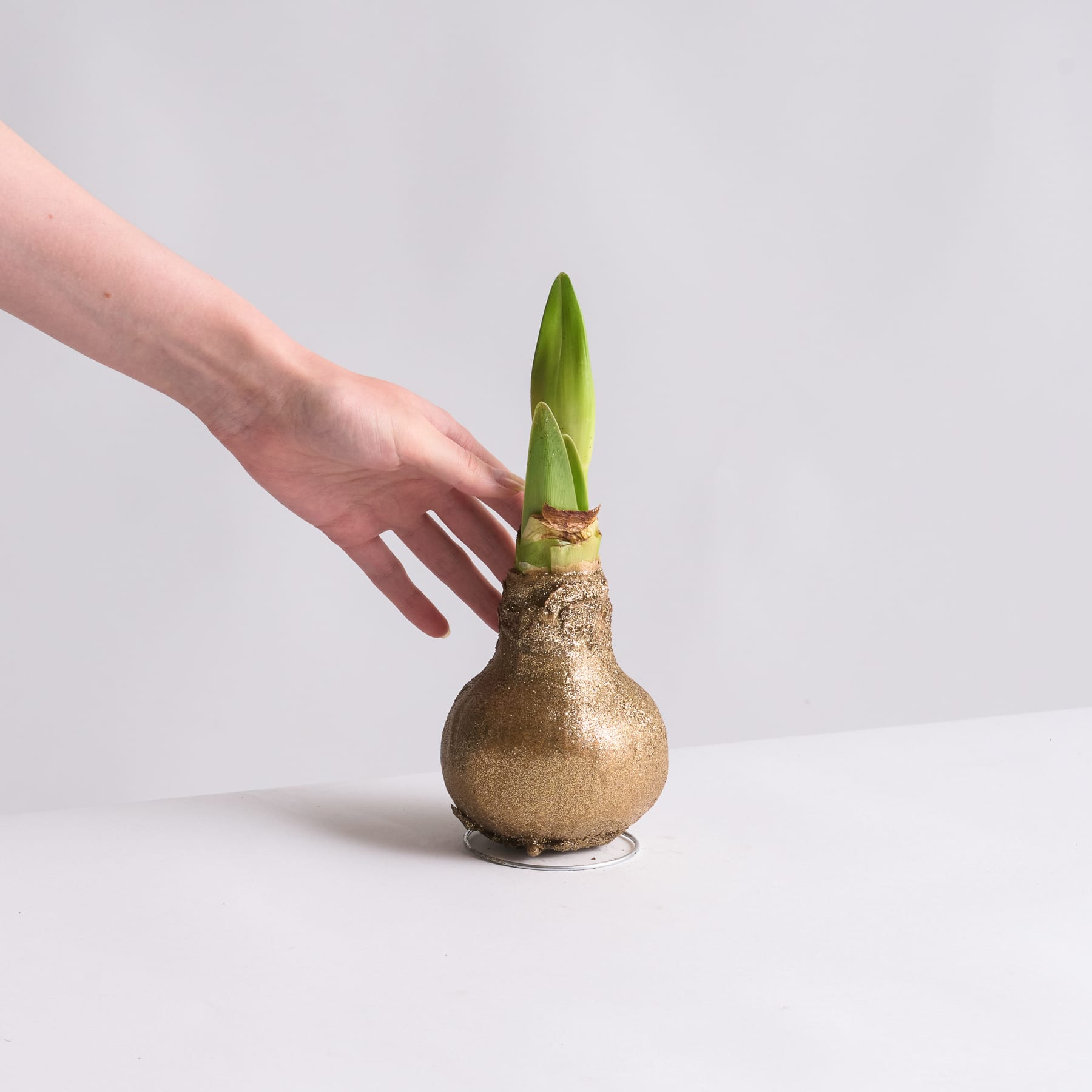 Eine Hand berührt sanft eine goldene, kürbisförmige Vase, aus der vor einem schlichten weißen Hintergrund ein grüner Pflanzenspross sprießt.