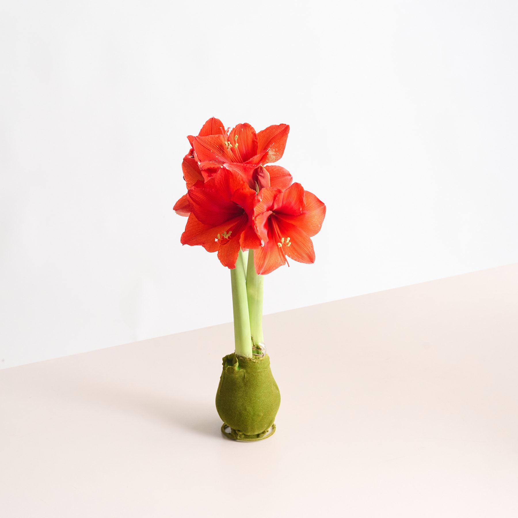 Eine leuchtend rote Amaryllisblüte steht hoch in einer grünen Vase vor einem schlichten, hellen Hintergrund.