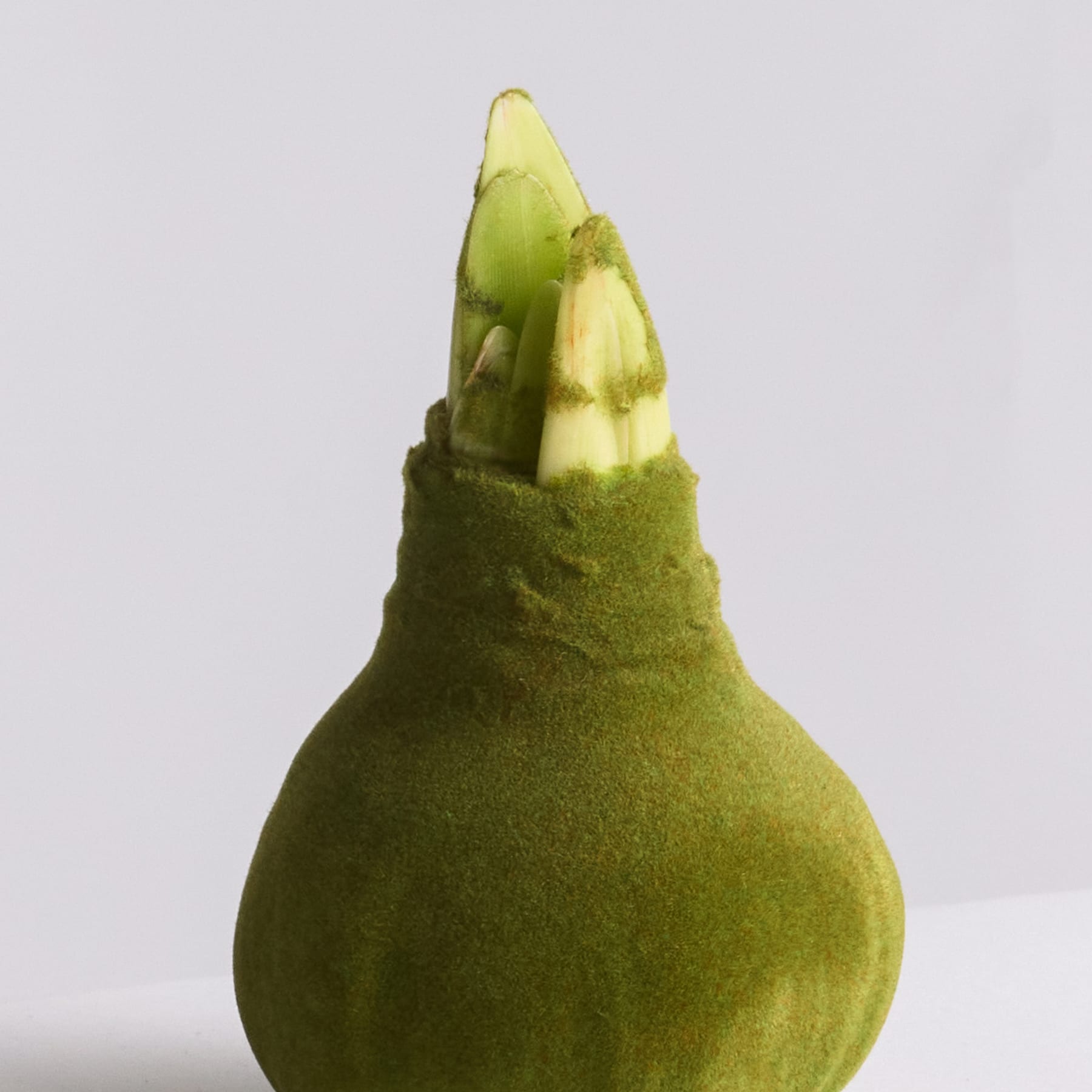Eine grüne Birne mit einer spitzen Spitze steht vor einem schlichten weißen Hintergrund.