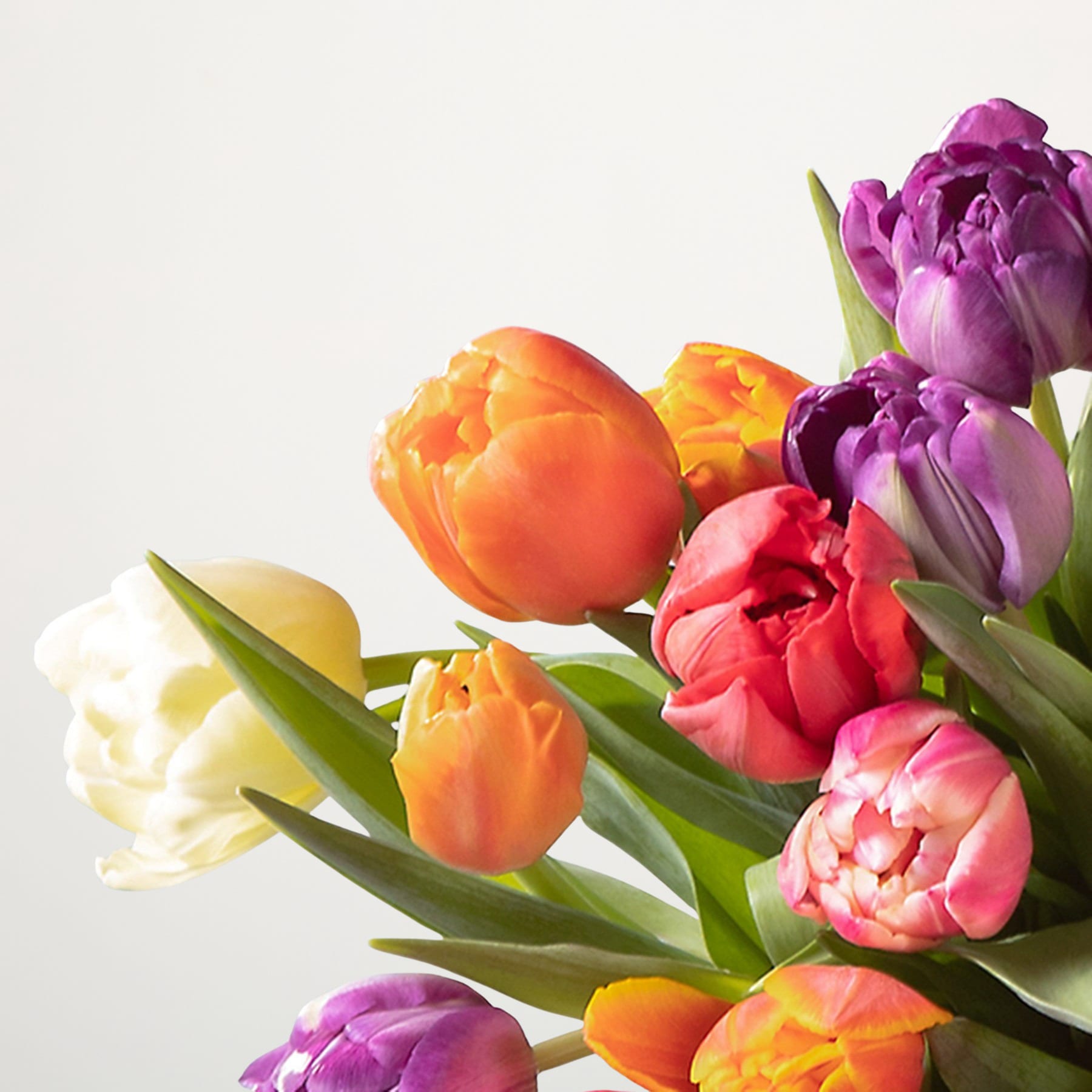 Ein farbenfroher Strauß Tulpen in verschiedenen Rosa-, Orange- und Weißtönen vor einem schlichten weißen Hintergrund.