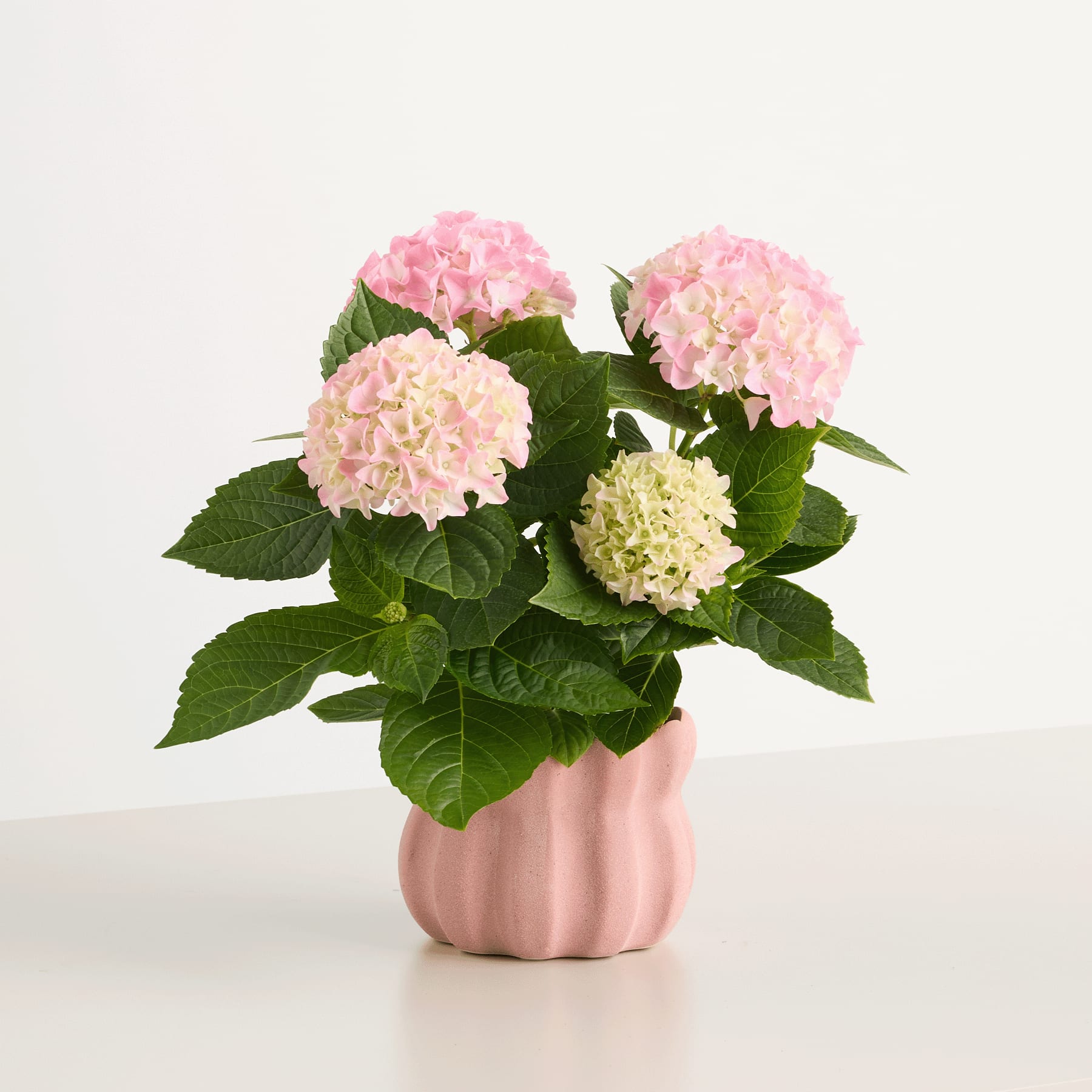 Das Bild zeigt einen Strauß rosa und weißer Hortensienblüten in einer rosa Keramikvase vor einem schlichten weißen Hintergrund.