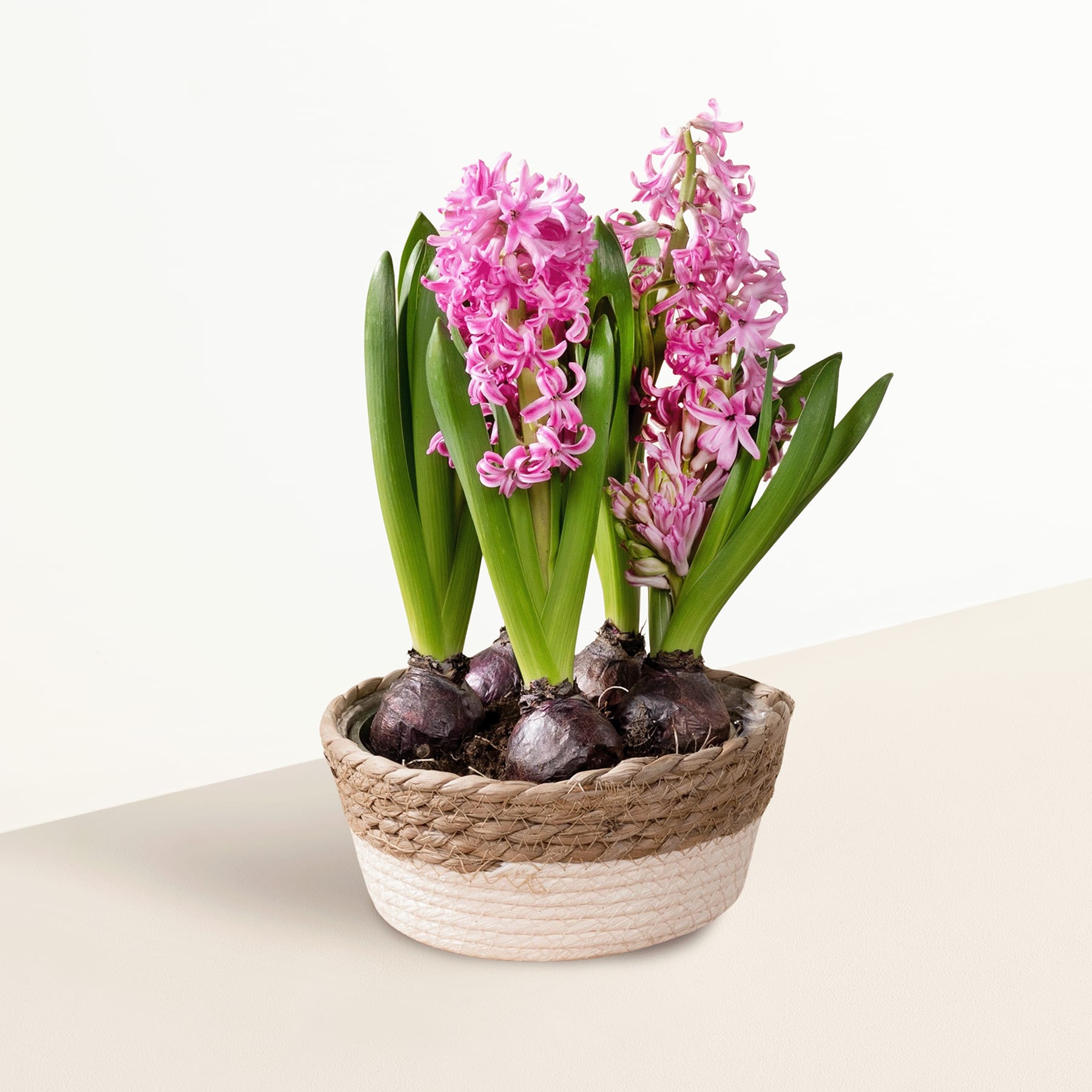 Ein farbenfrohes Arrangement aus rosa Hyazinthenblüten in einem geflochtenen Korb vor einem schlichten weißen Hintergrund.